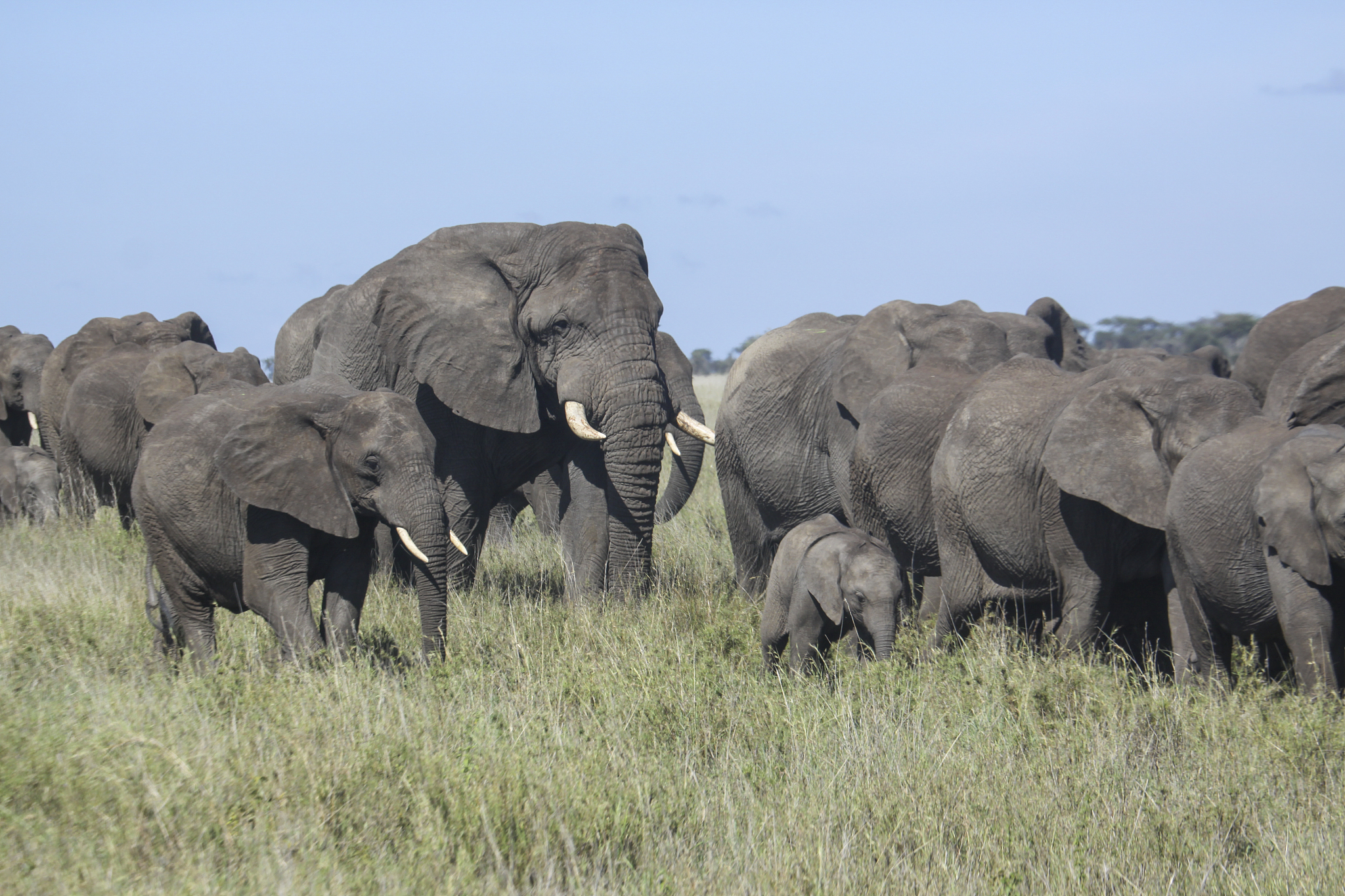 herd of african bush elephants
