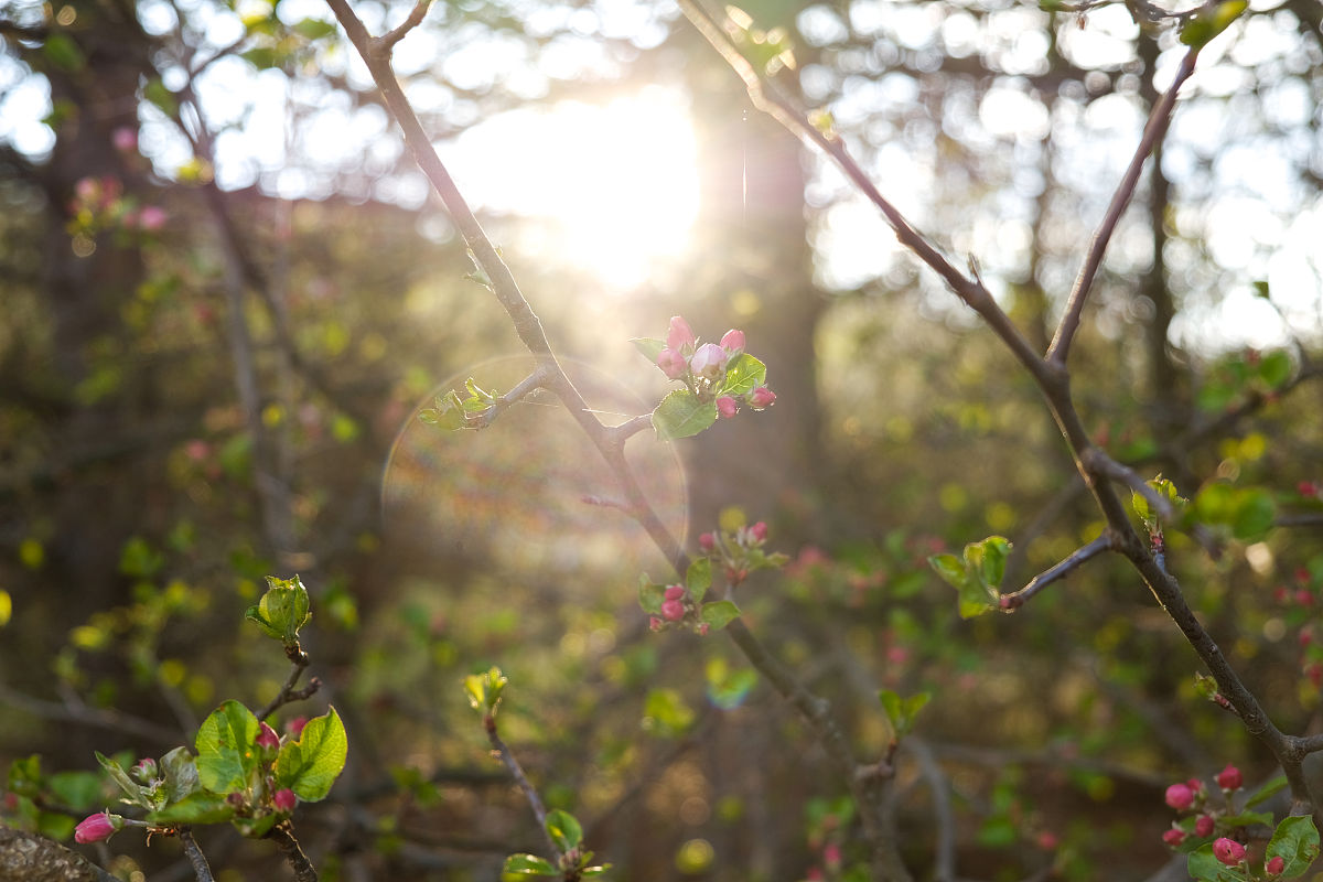 用春天写一300字作文
