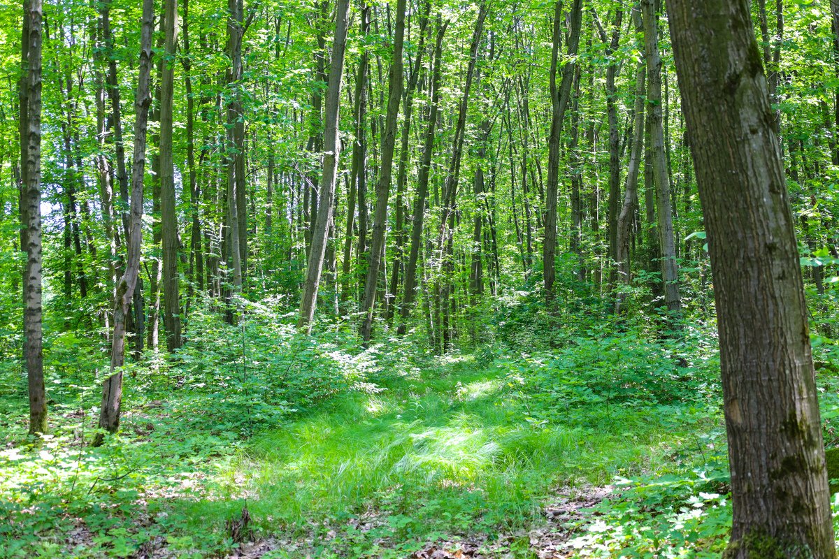 森林培育工程技术：目标、内容及技术手段