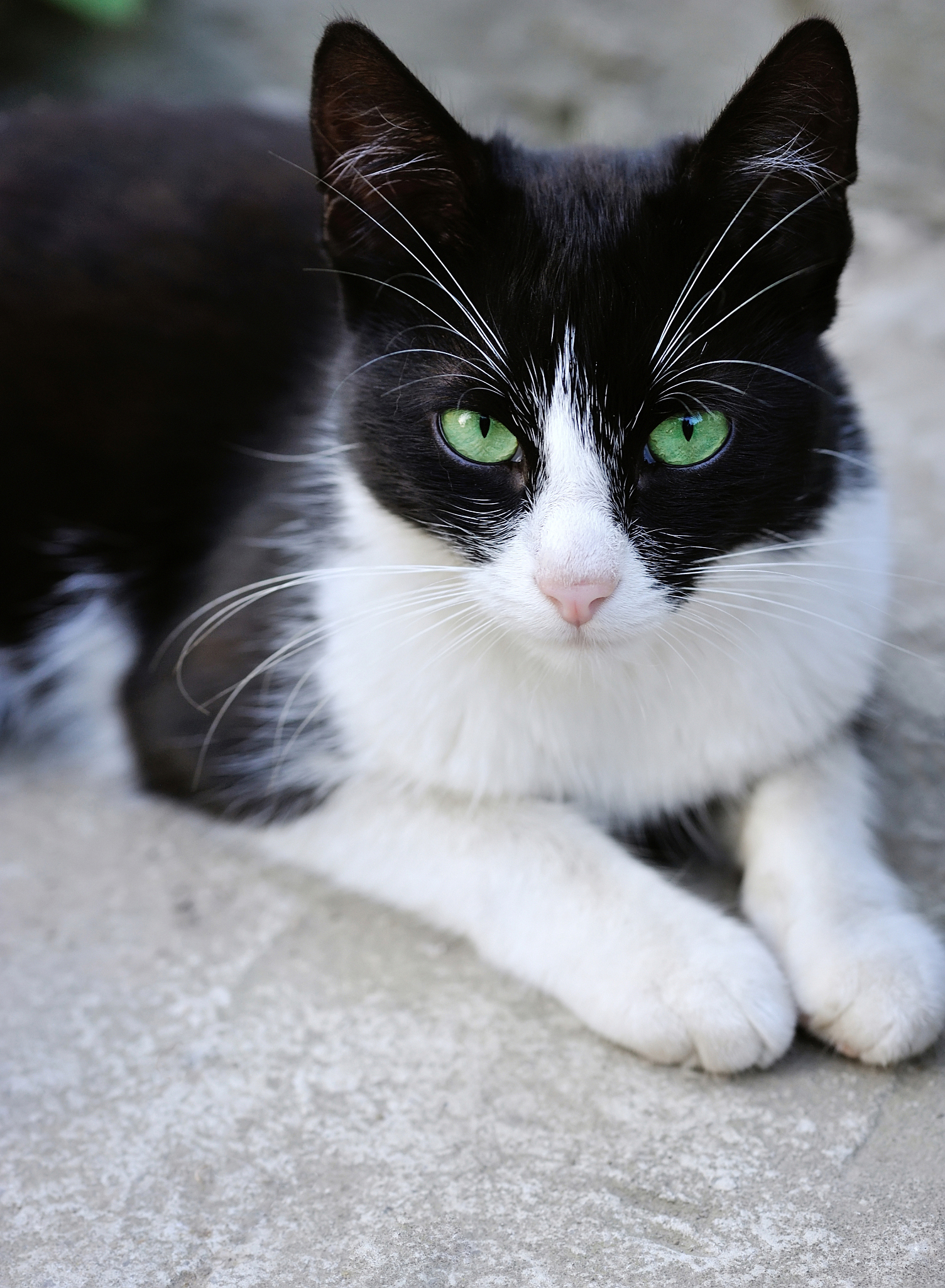 黑猫，绿眼睛，白鼻尖和白爪子：独特迷人的猫咪