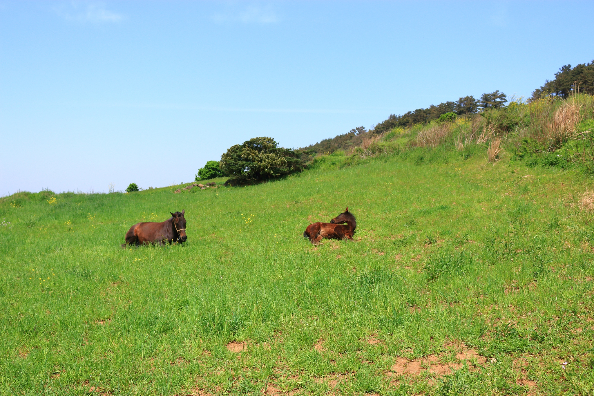 hamdeok beach, beaches, west wu bon, wildflower, flowers, horses