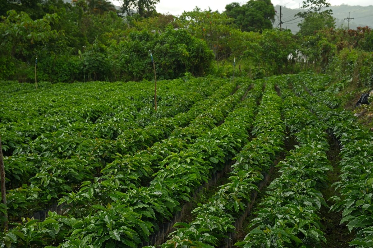 将 咖啡树苗藤茶苗黄花木苗面包树苗印加果苗沙漠果苗蒜头果苗尾球树苗桐花树苗海杧果苗四翅滨藜种苗槟榔苗紫玉盘苗水稻秧苗火龙珠苗青冈树种苗赤苍藤苗瓜馥木种苗南天竺种苗苦楝树苗板栗树苗核桃苗桤木苗文冠果树苗榛子苗柠条苗夏威夷果苗茶树苗草果苗开心果苗碧根果苗沙棘苗桦树苗凌霄苗清香木苗构树苗沉香苗桂花树苗竹苗黄杨苗中华蚊母苗豆腐柴苗福木苗交趾黄檀苗银叶金合欢苗桂叶黄梅苗毛叶山桐子苗枫香苗刺冬青树苗小叶红豆