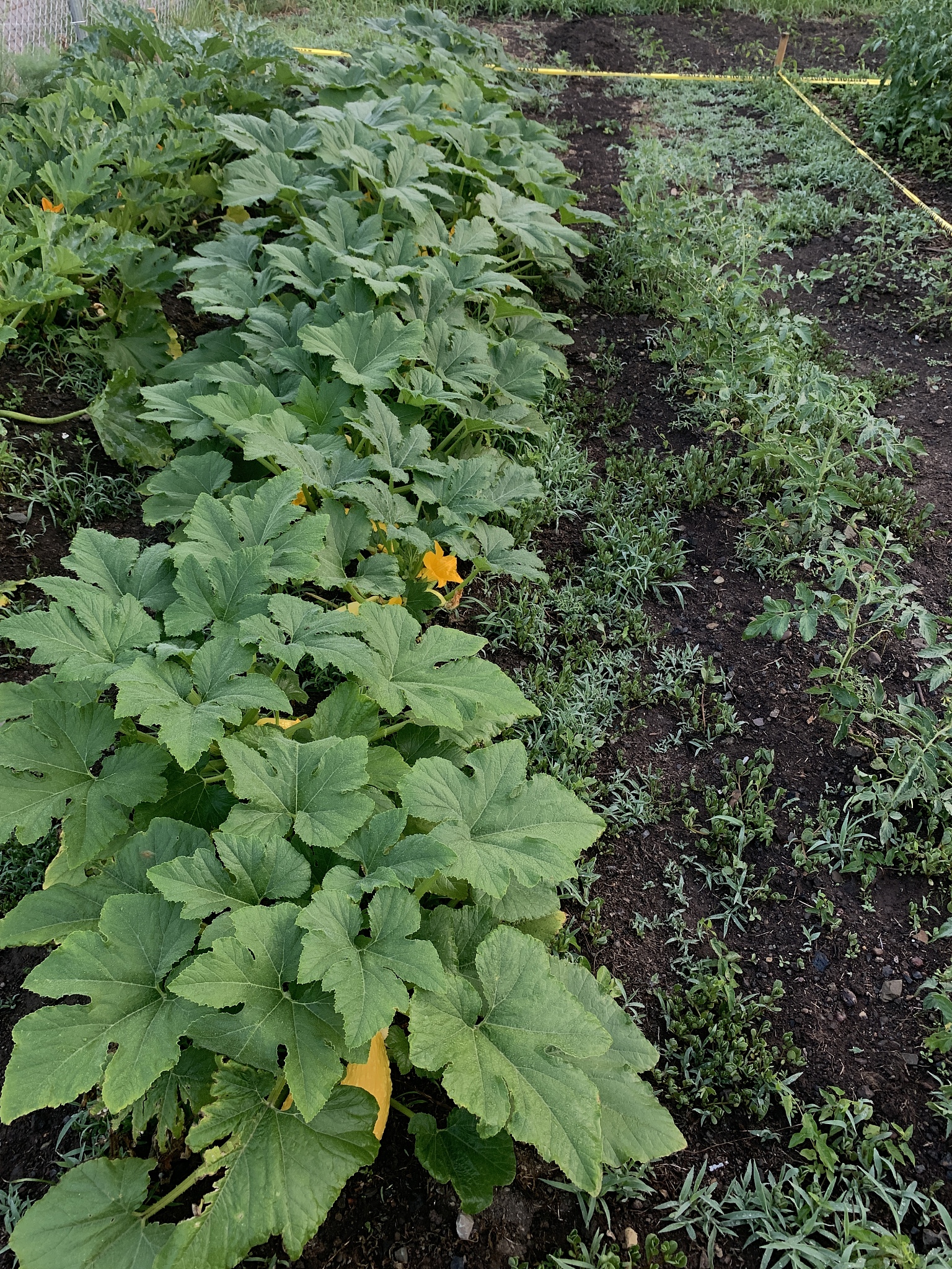 community vegetable garden