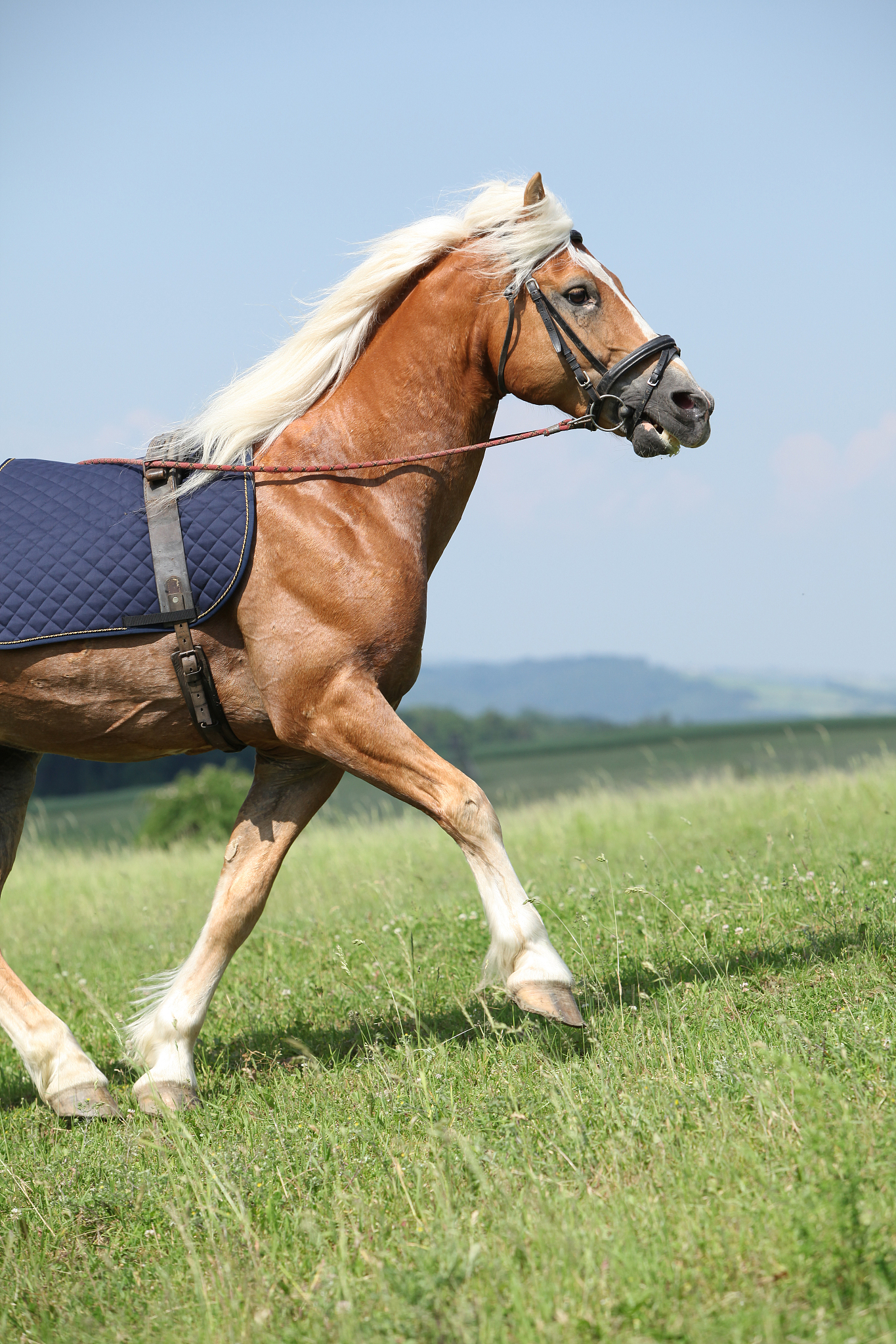 amazing haflinger stallion prancing in beautiful nature