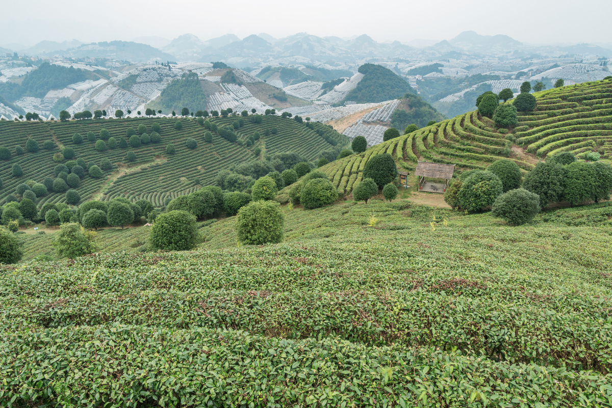 秭归兰陵溪茶园气候特征：温暖湿润，四季分明，利于茶树生长