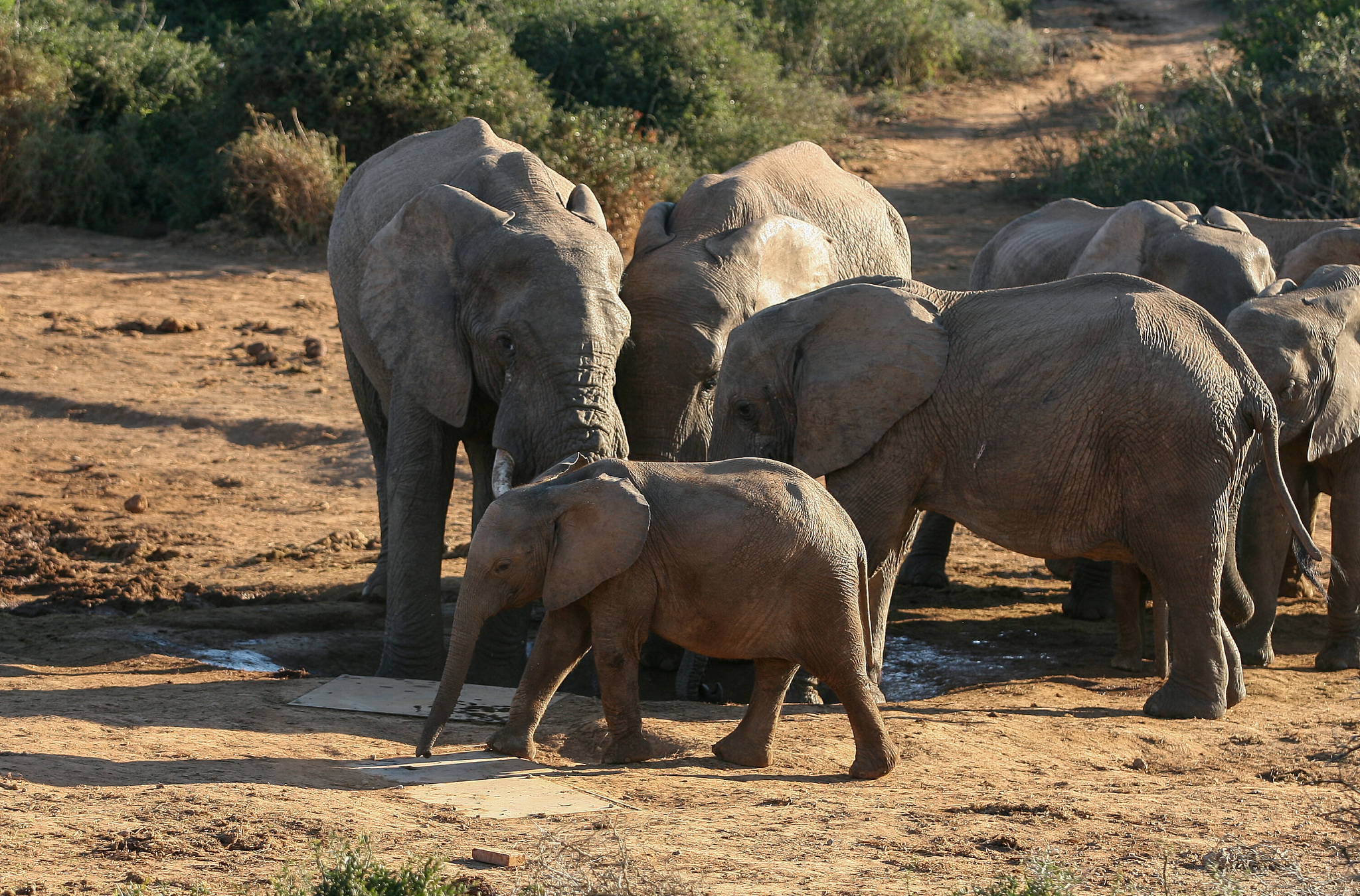 a herd of elephant at a watering hole in the addo national park.