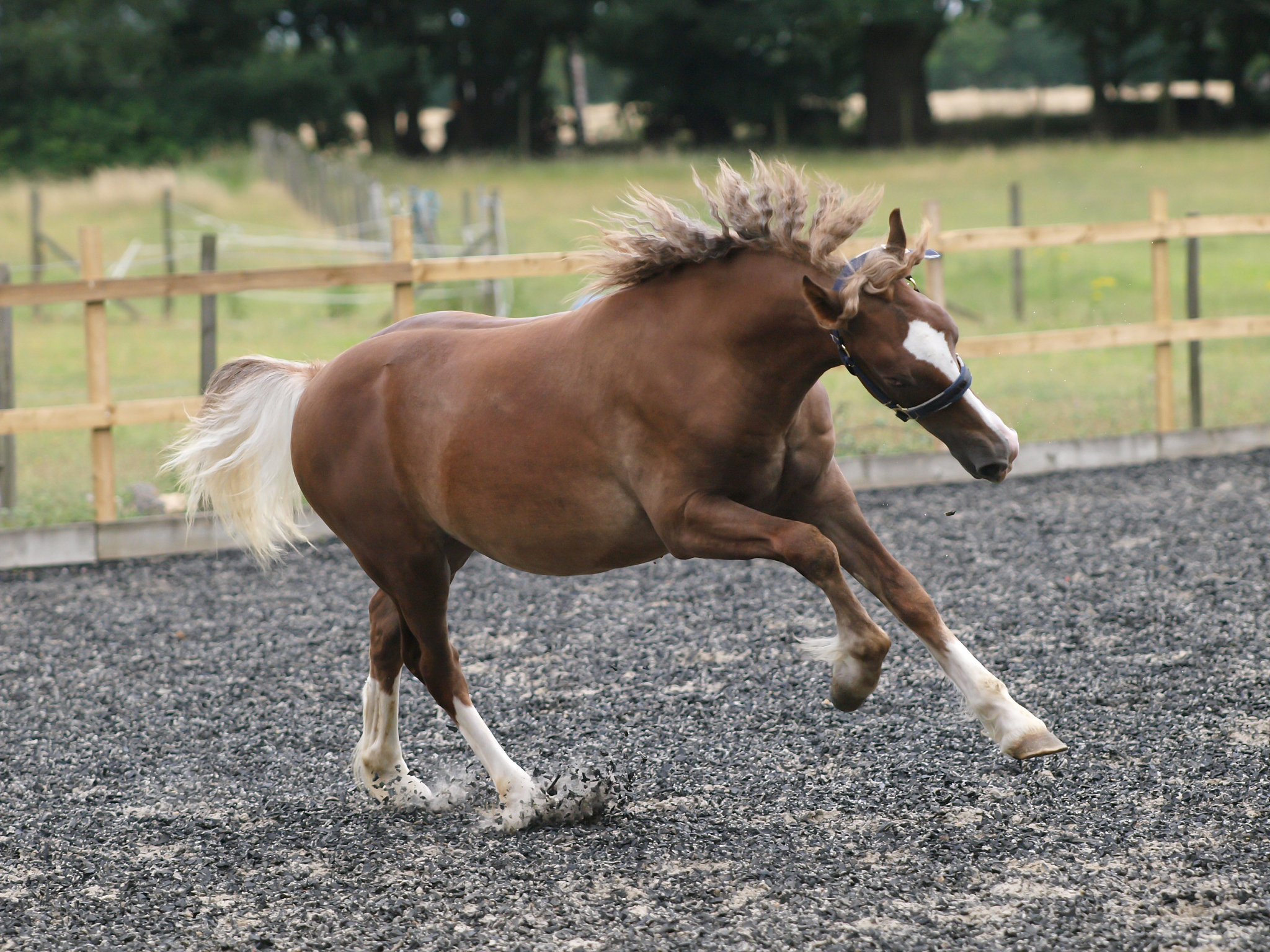 young horse playing