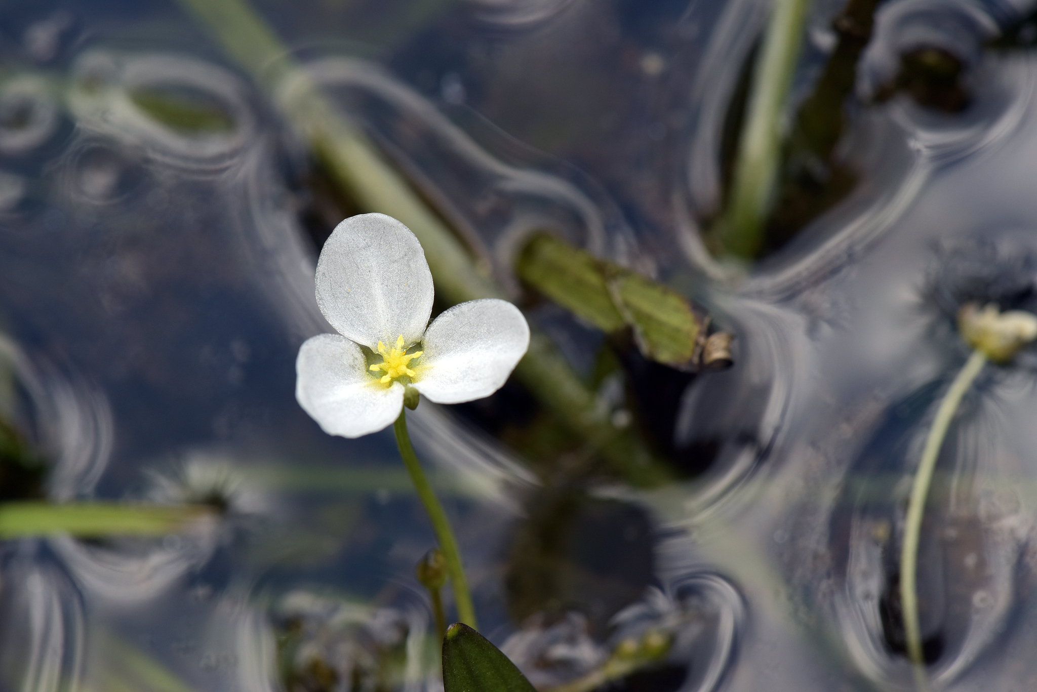 属中山地貌对植物的影响