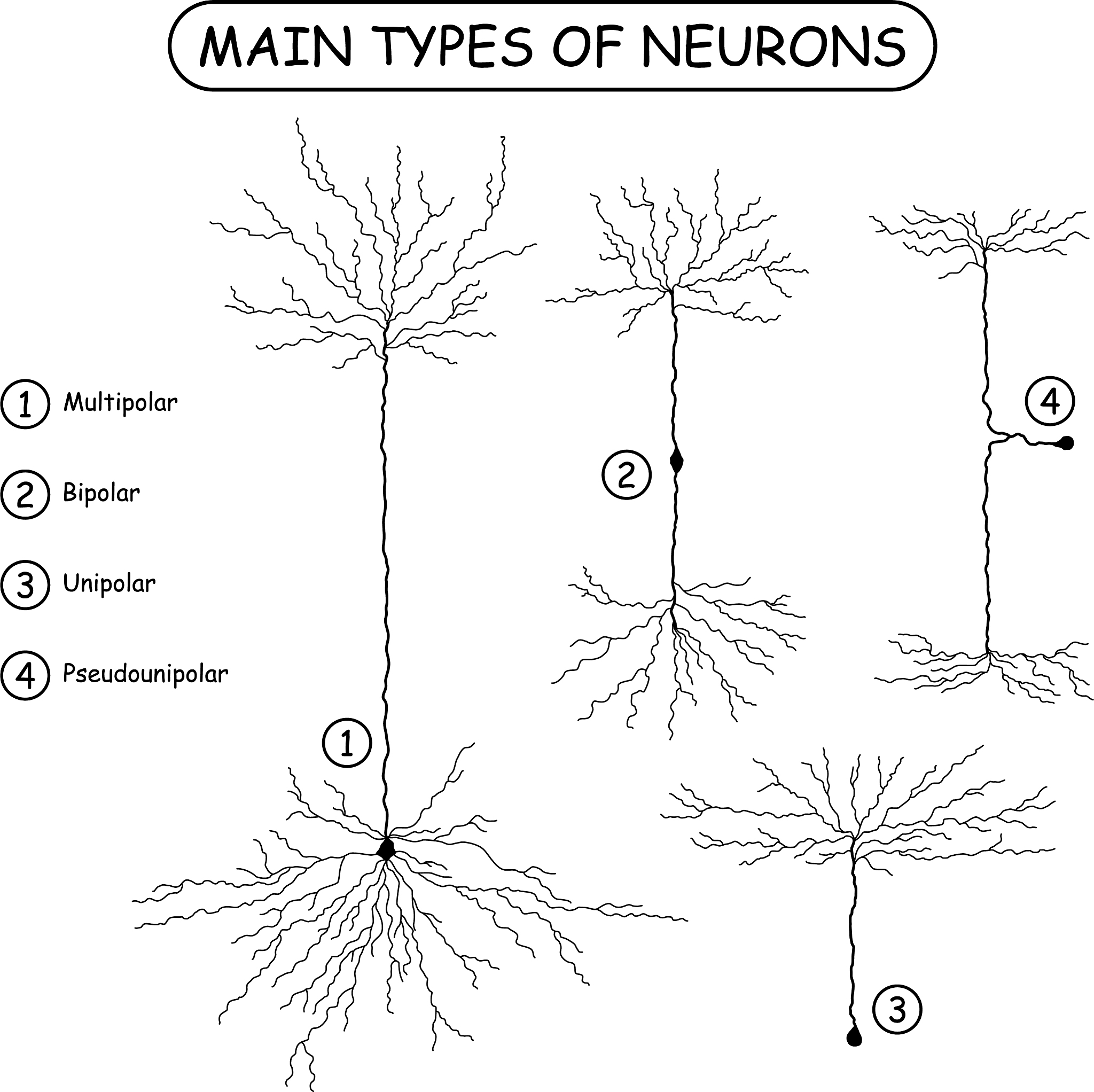 可以模拟植物生长规律的基于神经网络模型的方程或公式有哪些