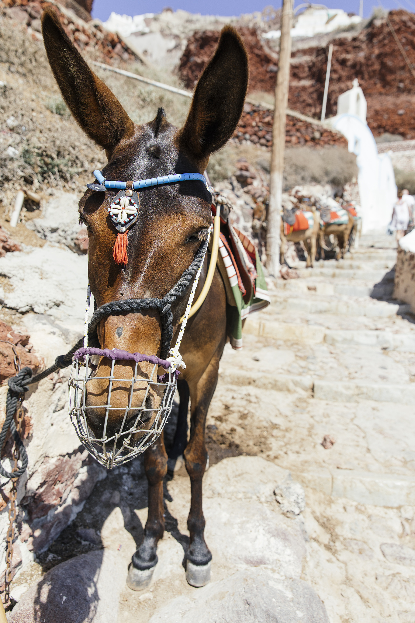 donkey on greek island
