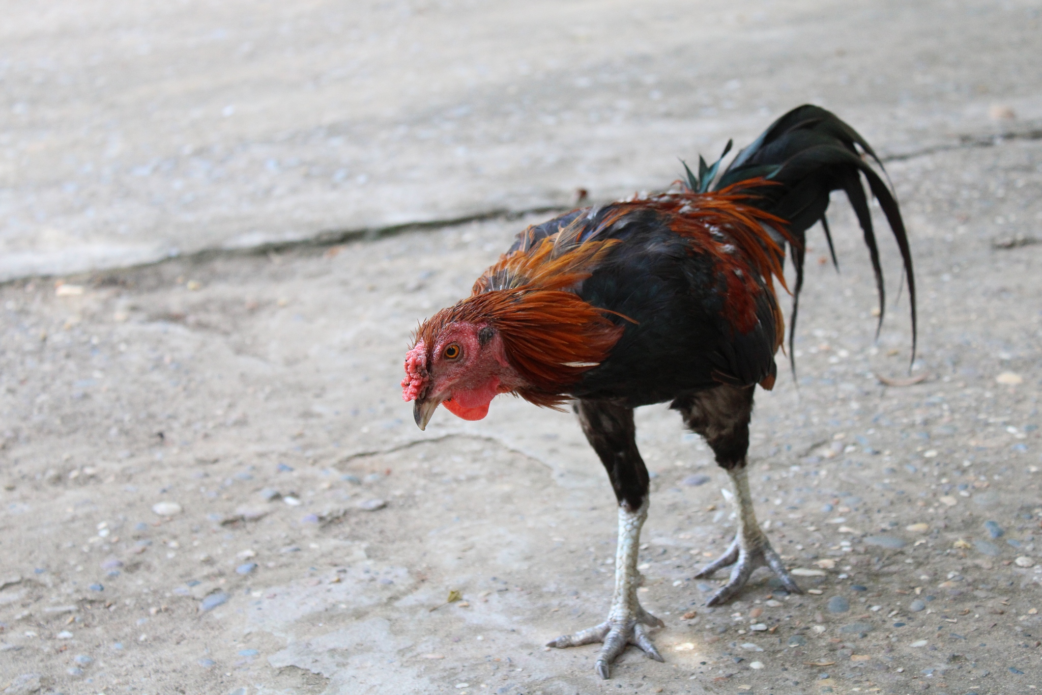 chicken in the farm