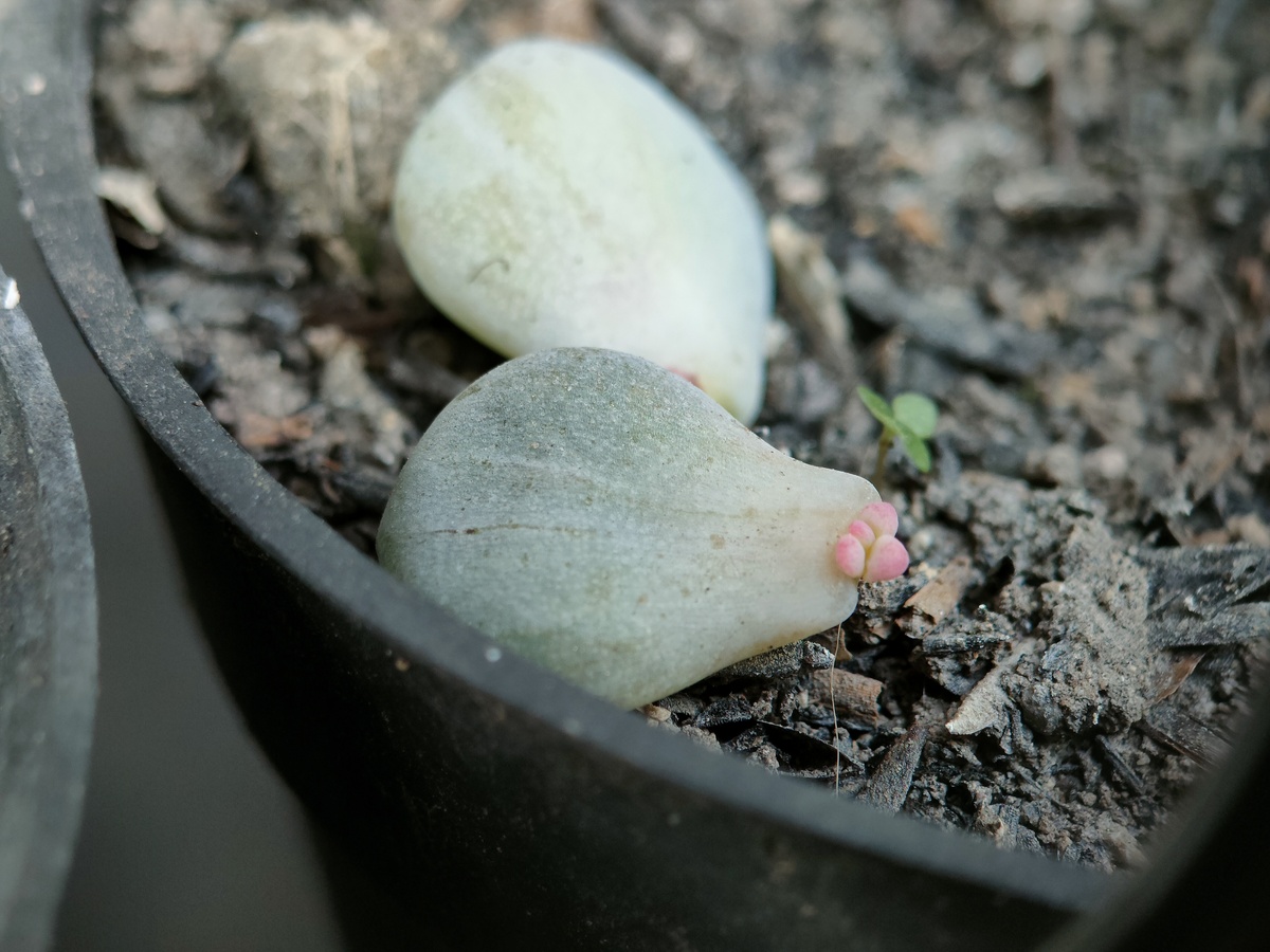 写一篇关于多肉植物桃蛋的养殖方法
