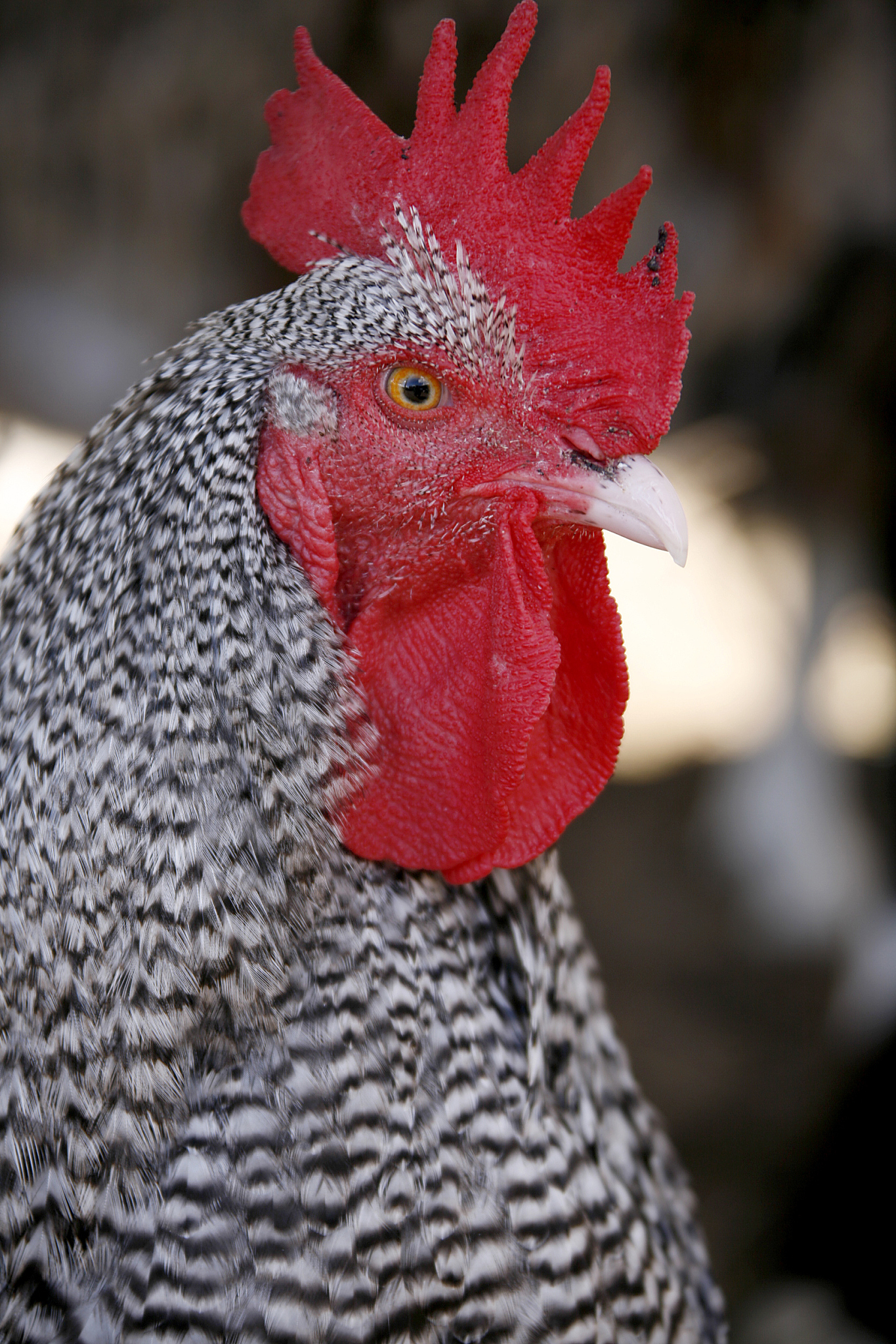chicken