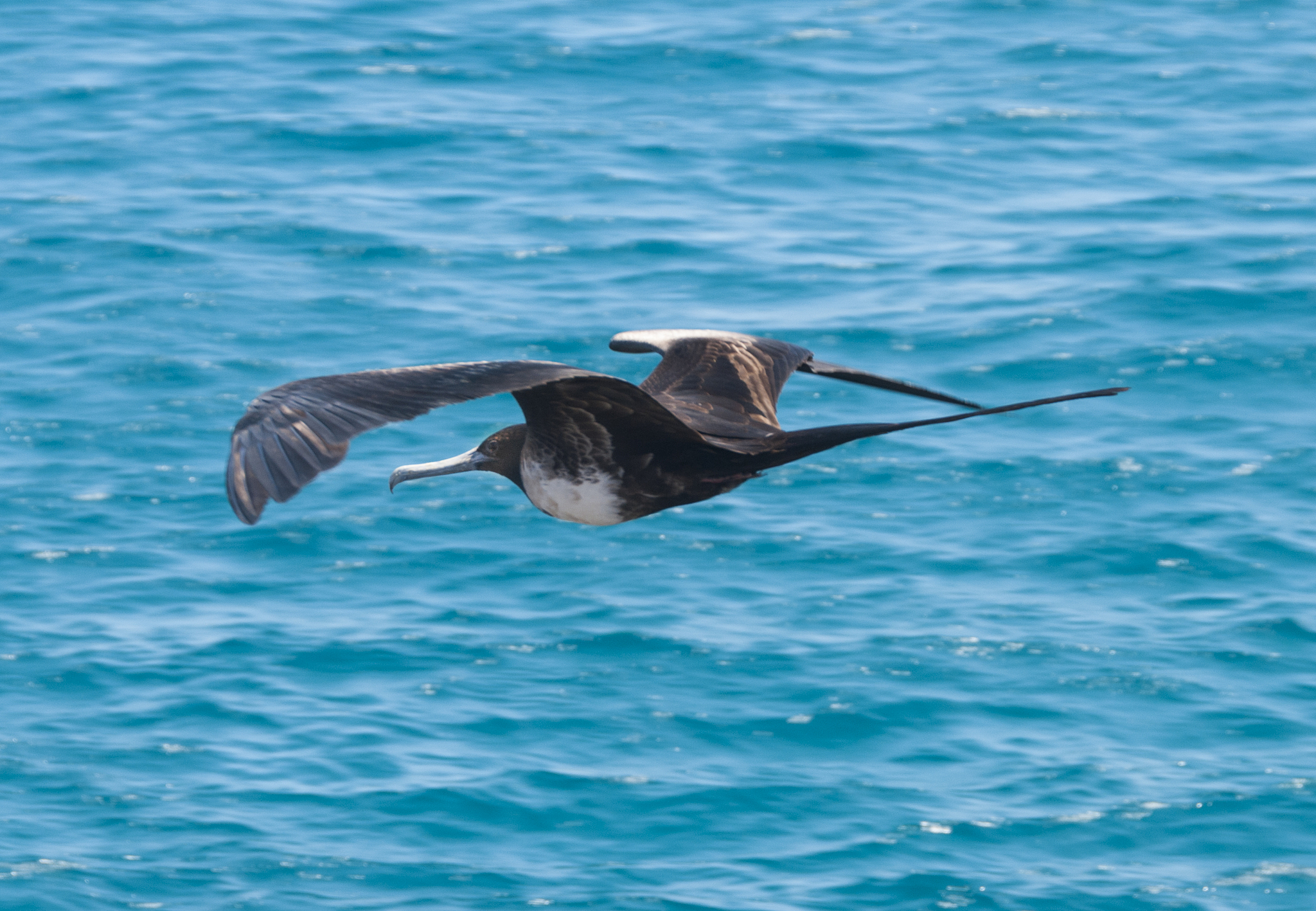 magnificent frigatebird in flight