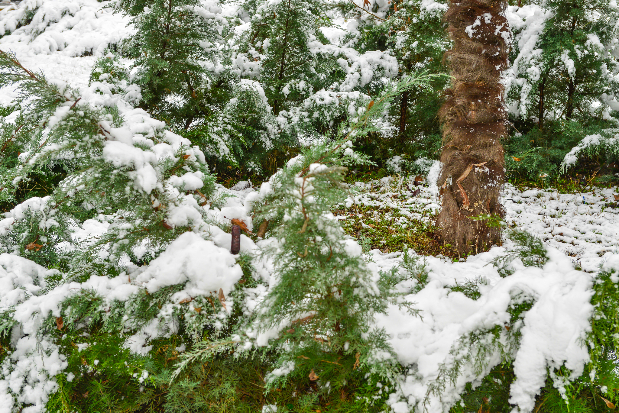 杨树毛絮飘多长时间2000字