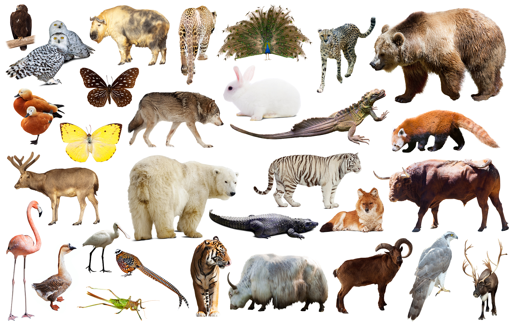 Animal Frontiers 期刊 - 促进跨学科动物科学研究的国际平台