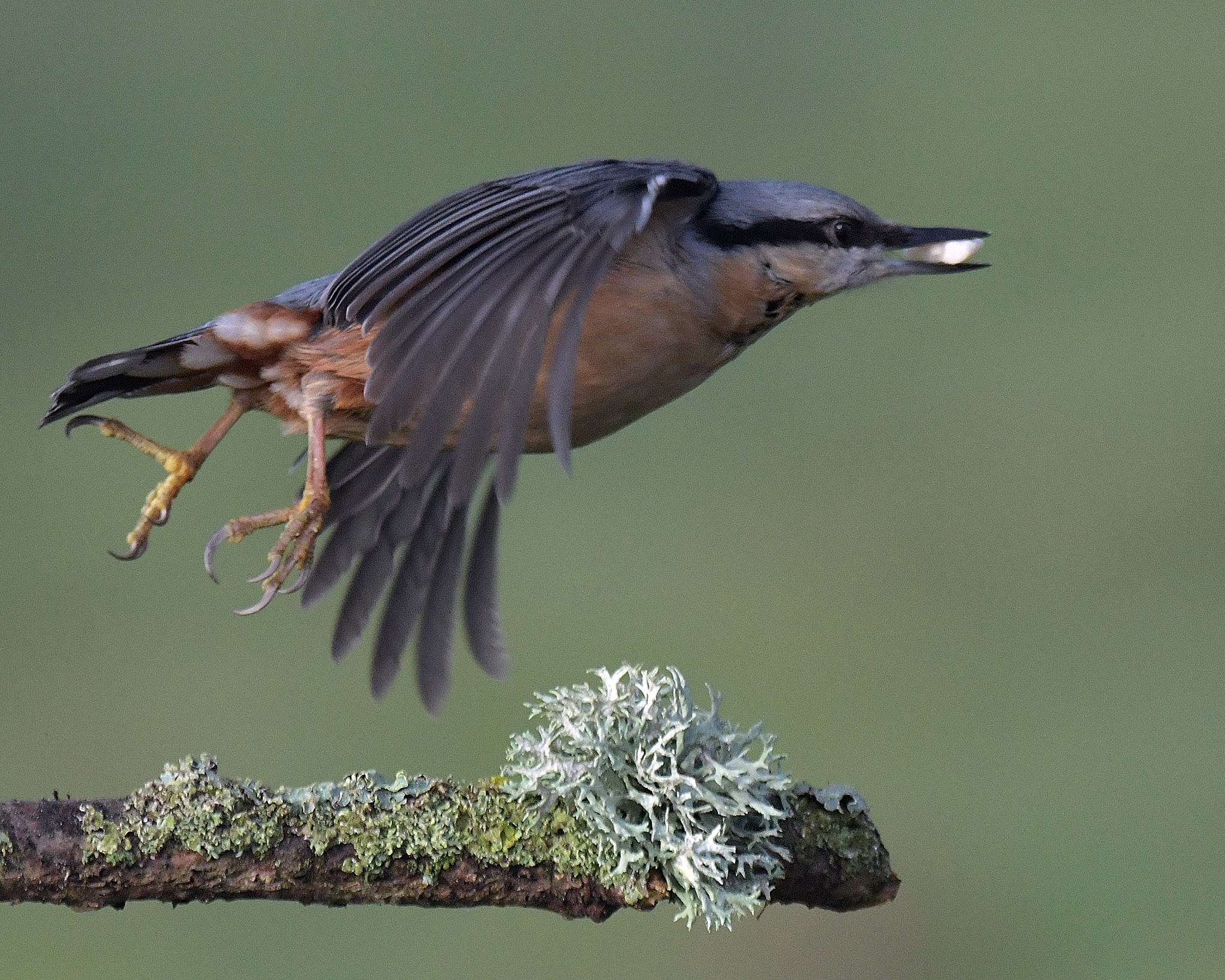 nⅰαo的汉字是什么