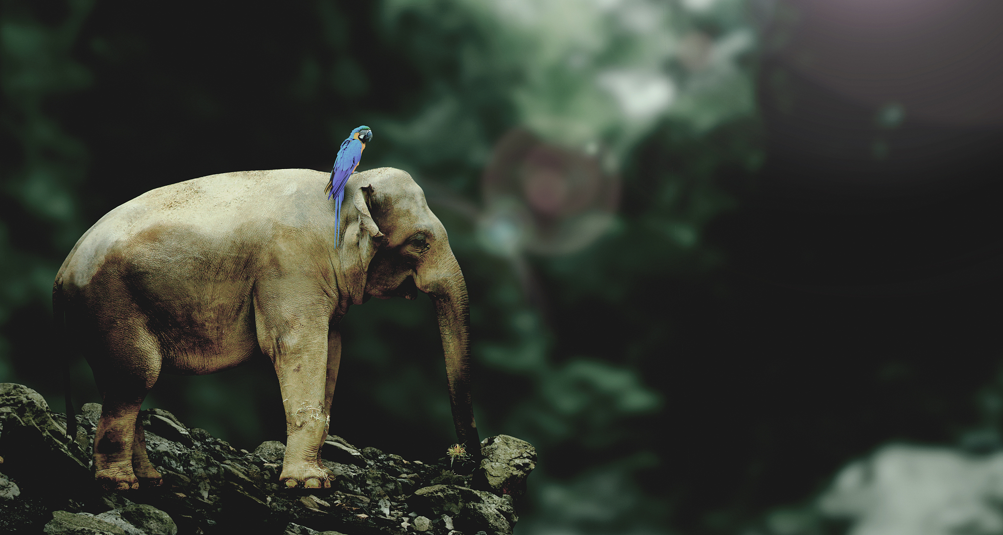 从人类到雄狮：一段奇妙的野生动物之旅