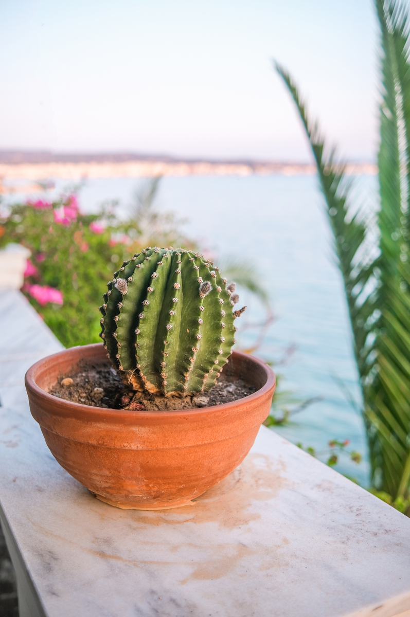 家里养仙人掌的好处：净化空气、舒缓压力，还有这些！