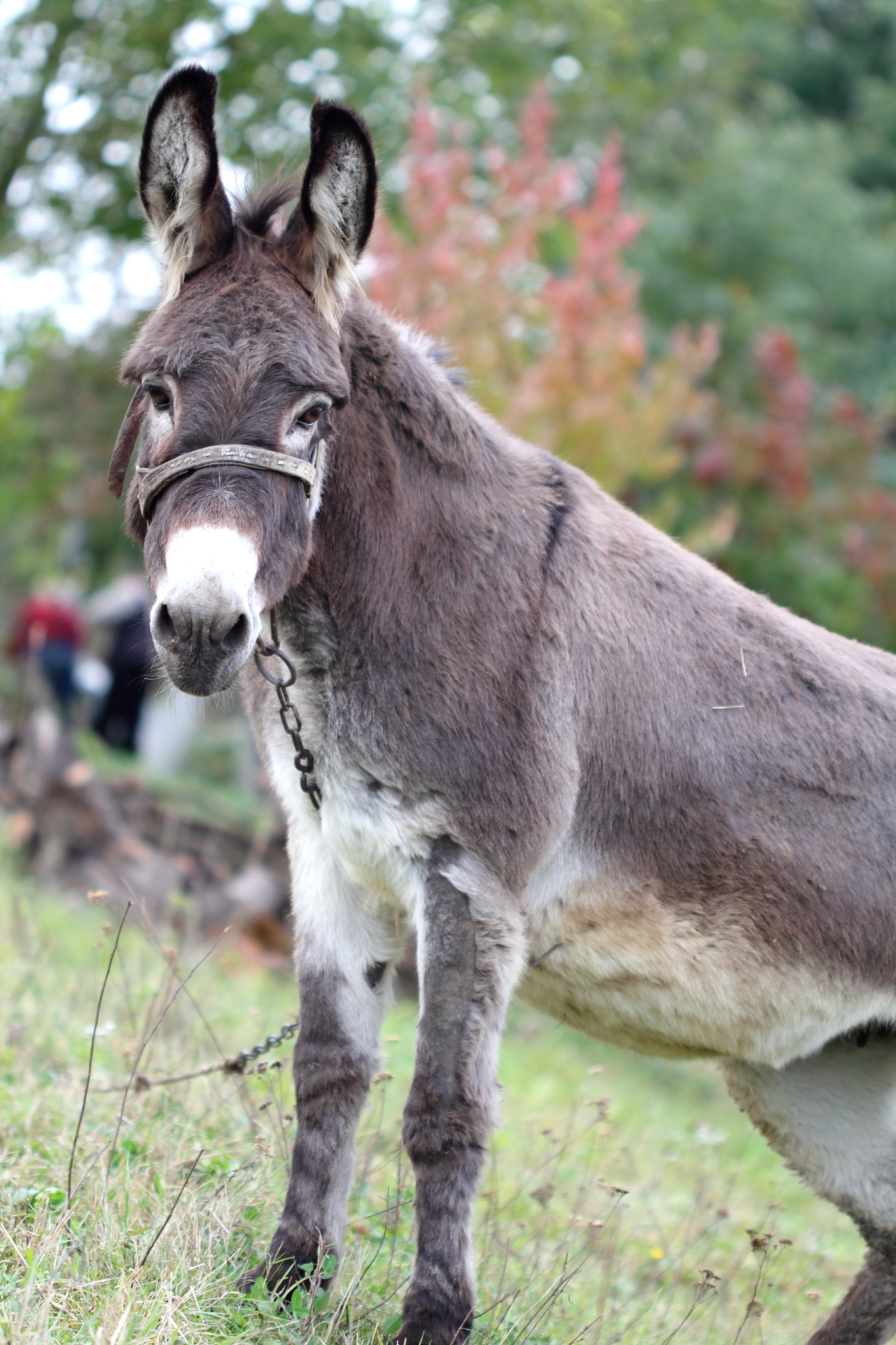 donkey
