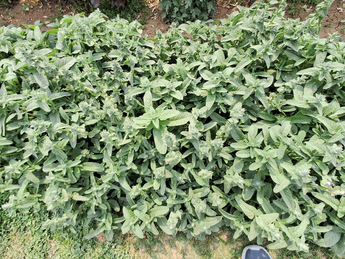 苋菜种植全过程：从种子发芽到果实成熟