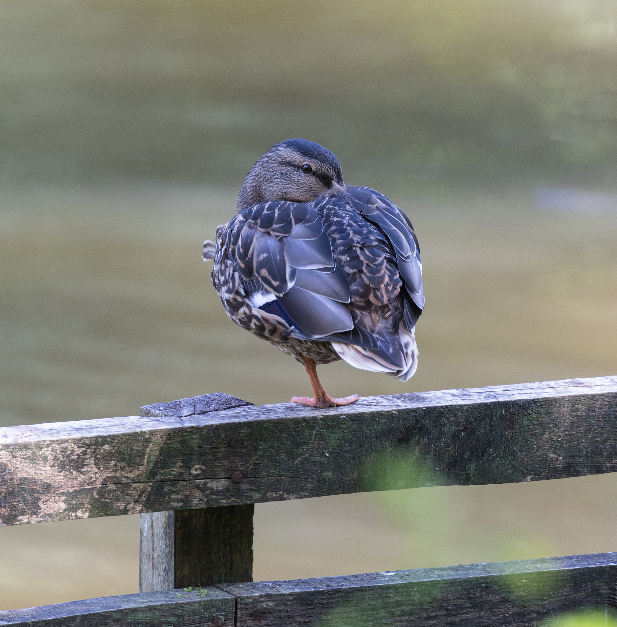 能作文吗题目白头翁