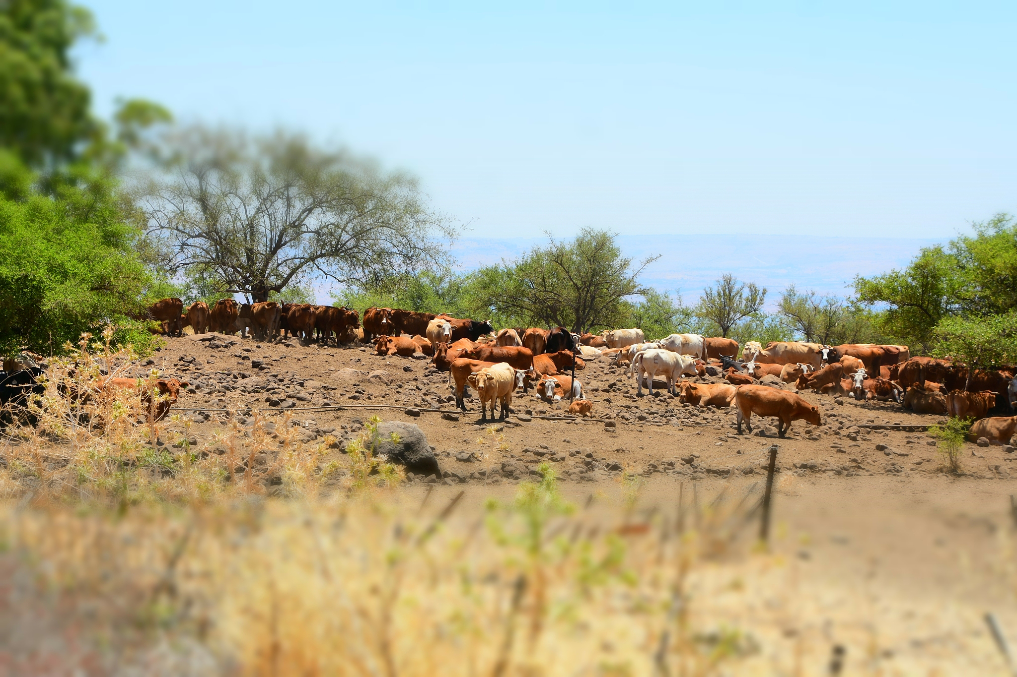 以草原放牧策略研究为题写一篇9000字论文