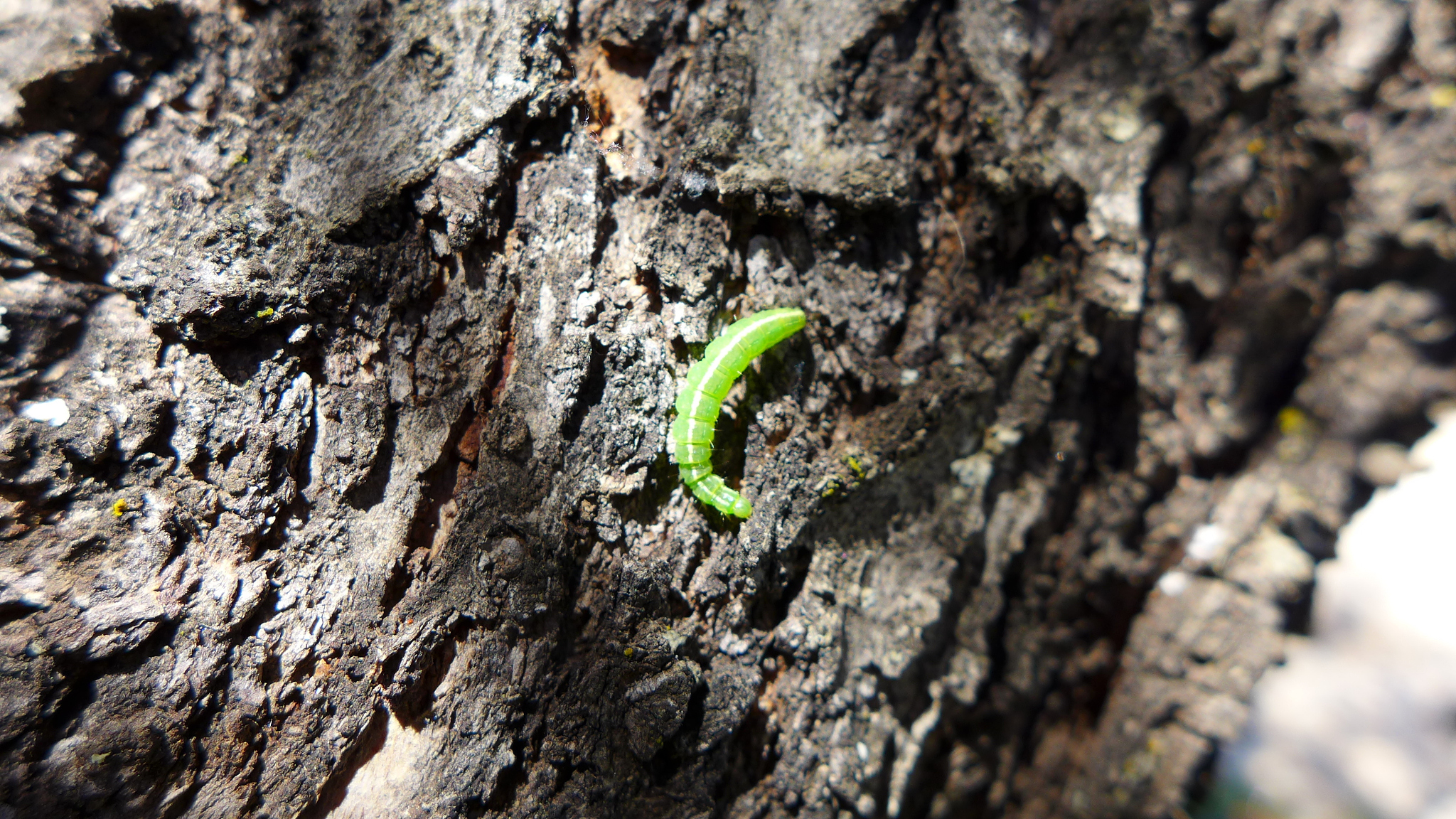 两只小虫都淹没在老松树的泪珠里缩句