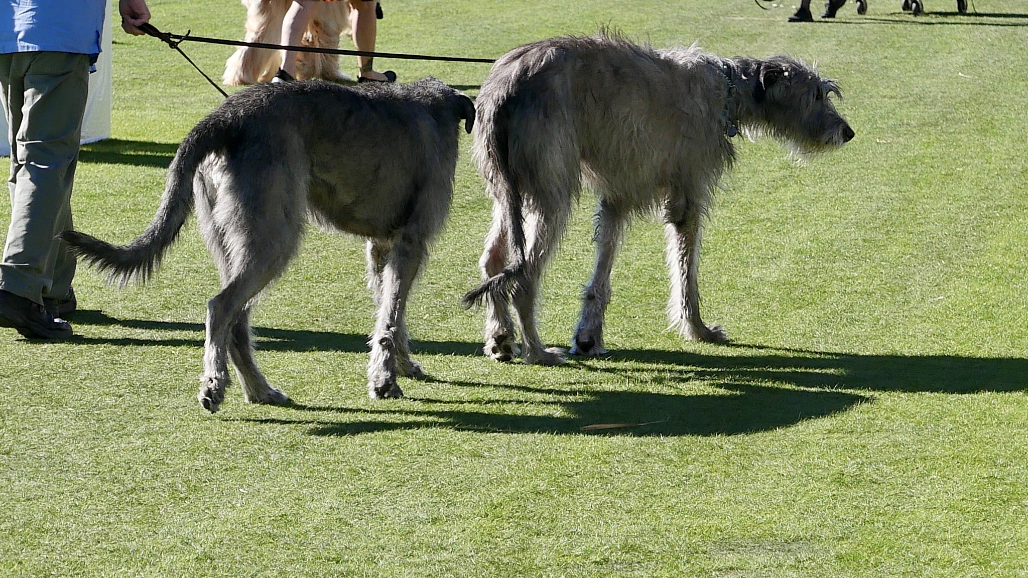 dog park