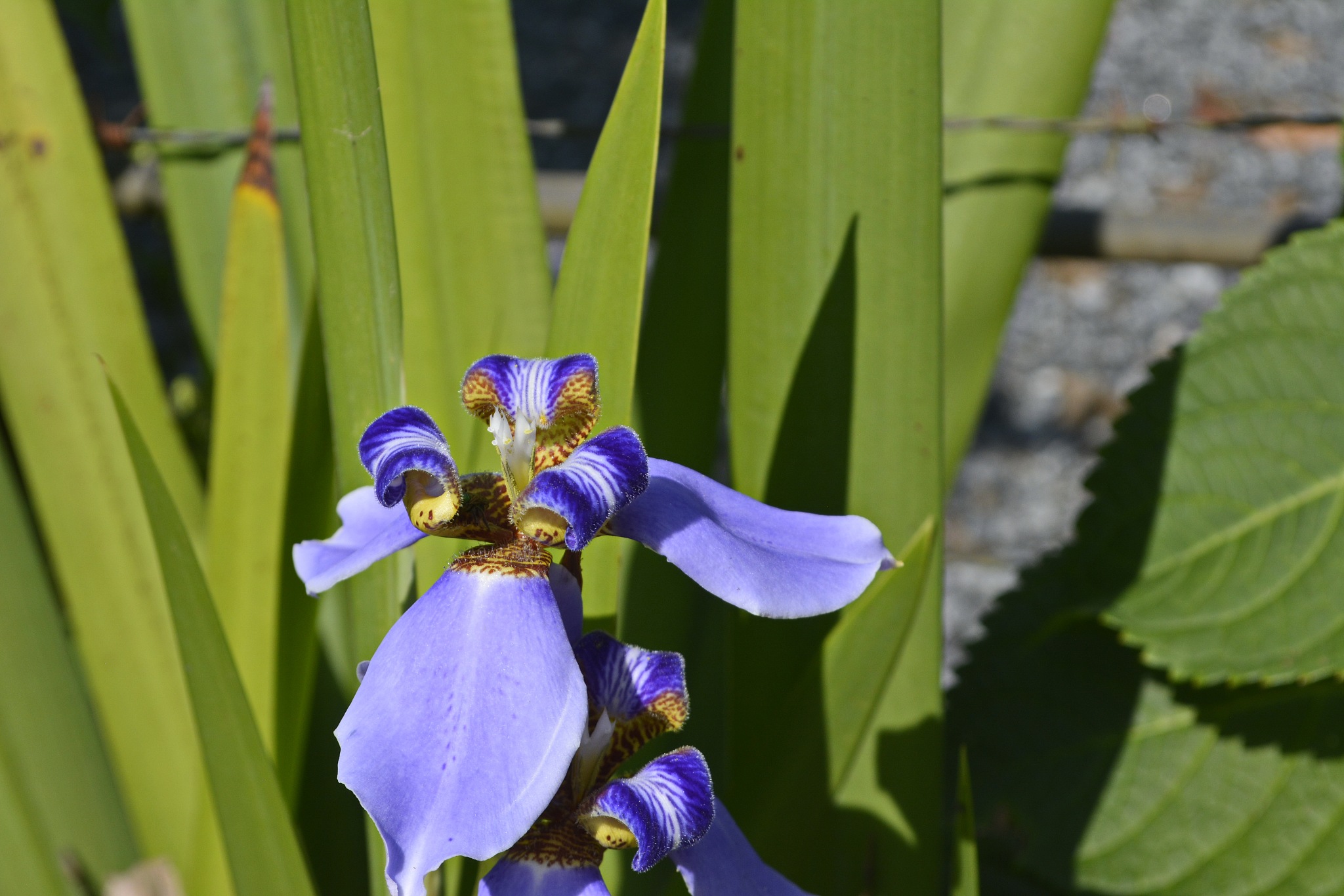beautiful and exotic flower