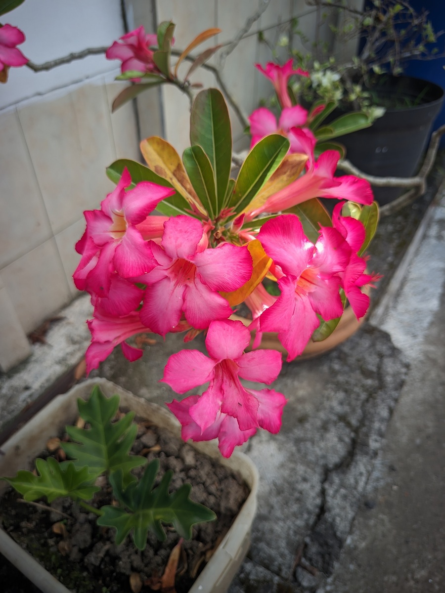 银边杜鹃(Rhododendron vernicosum Franch): 高山之美, 园艺瑰宝
