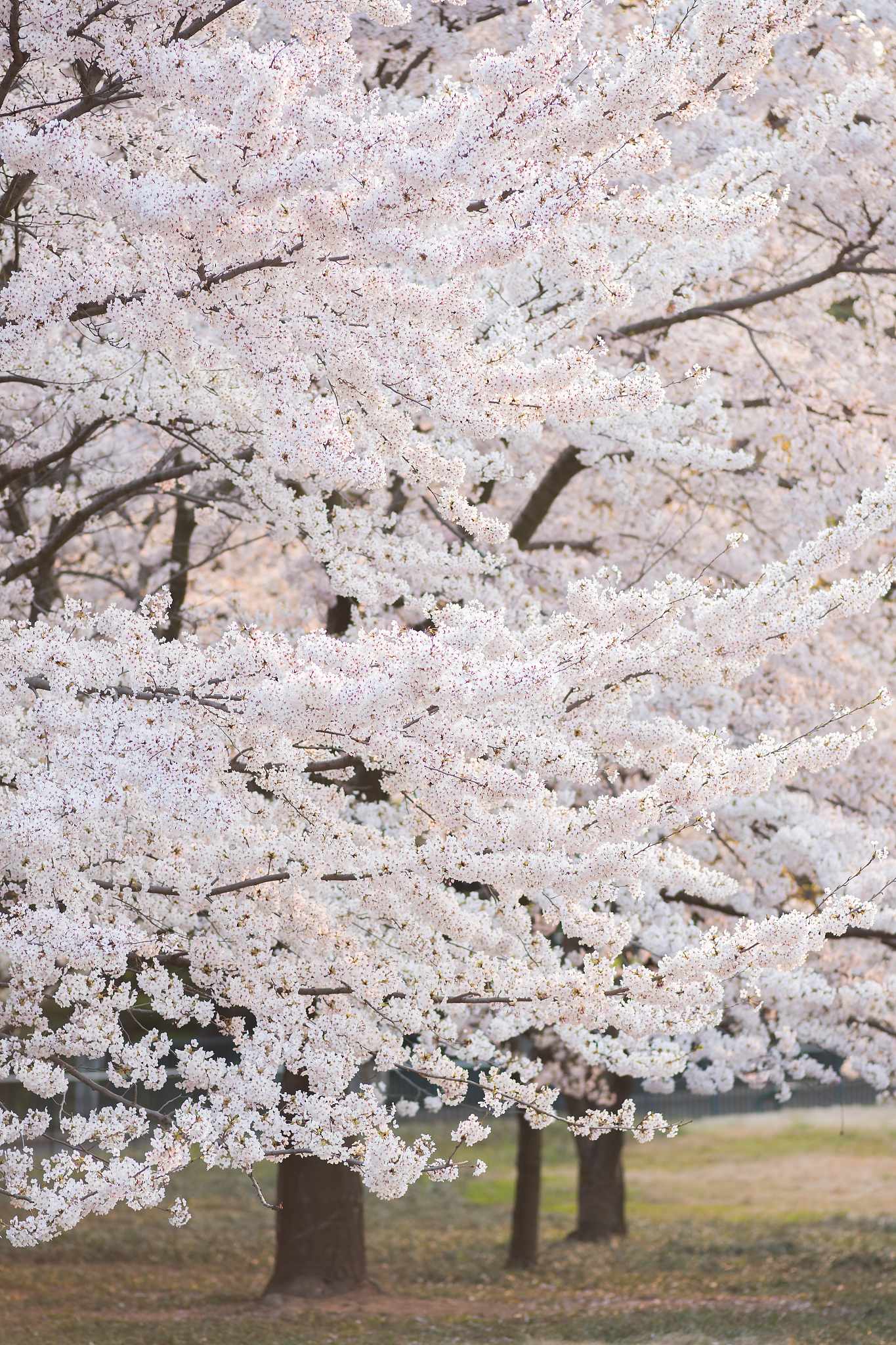 日本樱花季：赏花、节庆、文化与种类