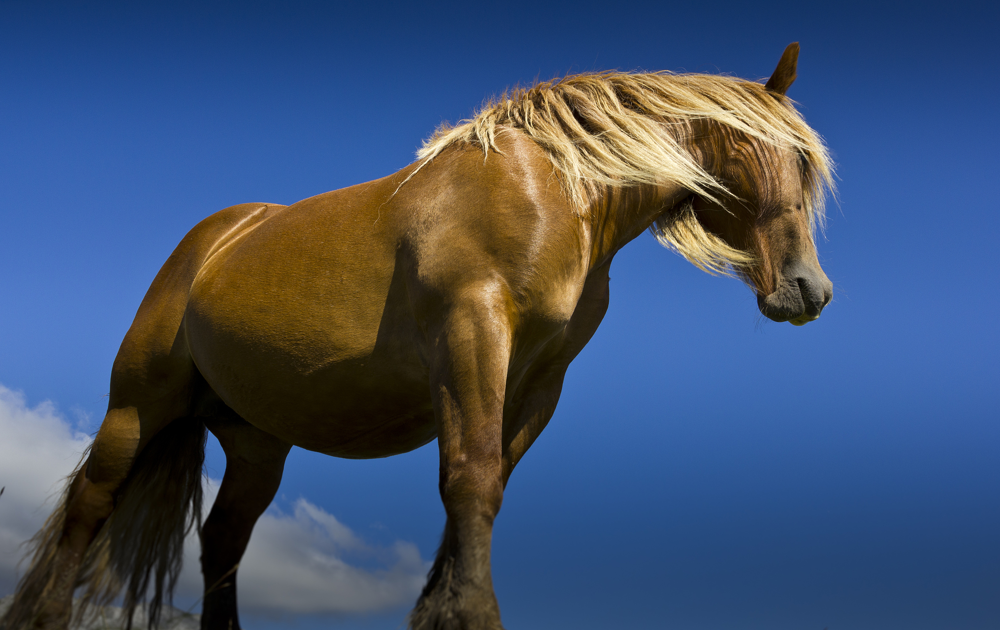 horses in the mountains