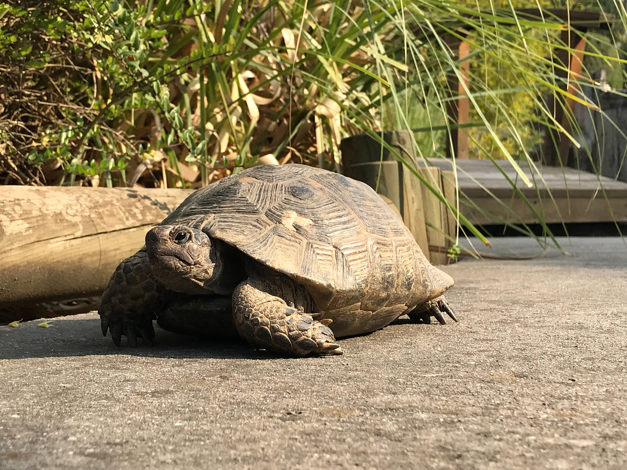 big turtle in the garden.