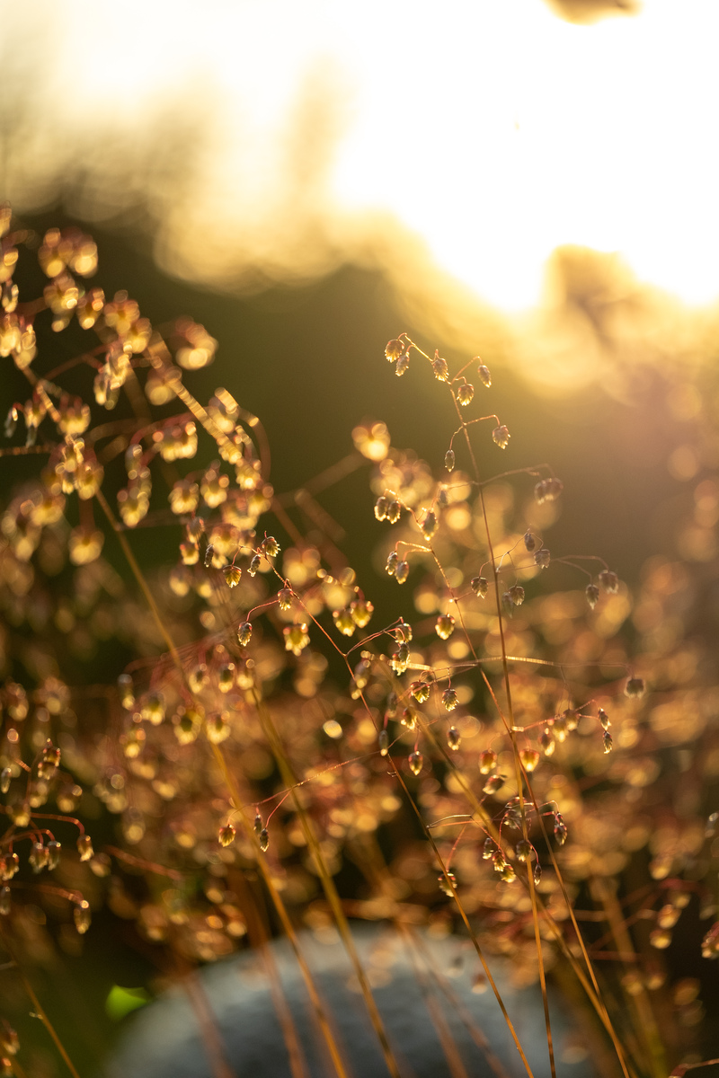 分享一张你手机相册里好看的照片可以是夕阳、花草、美食、自拍等；并给照片配一个文案字数不限主体不限要求有意义。