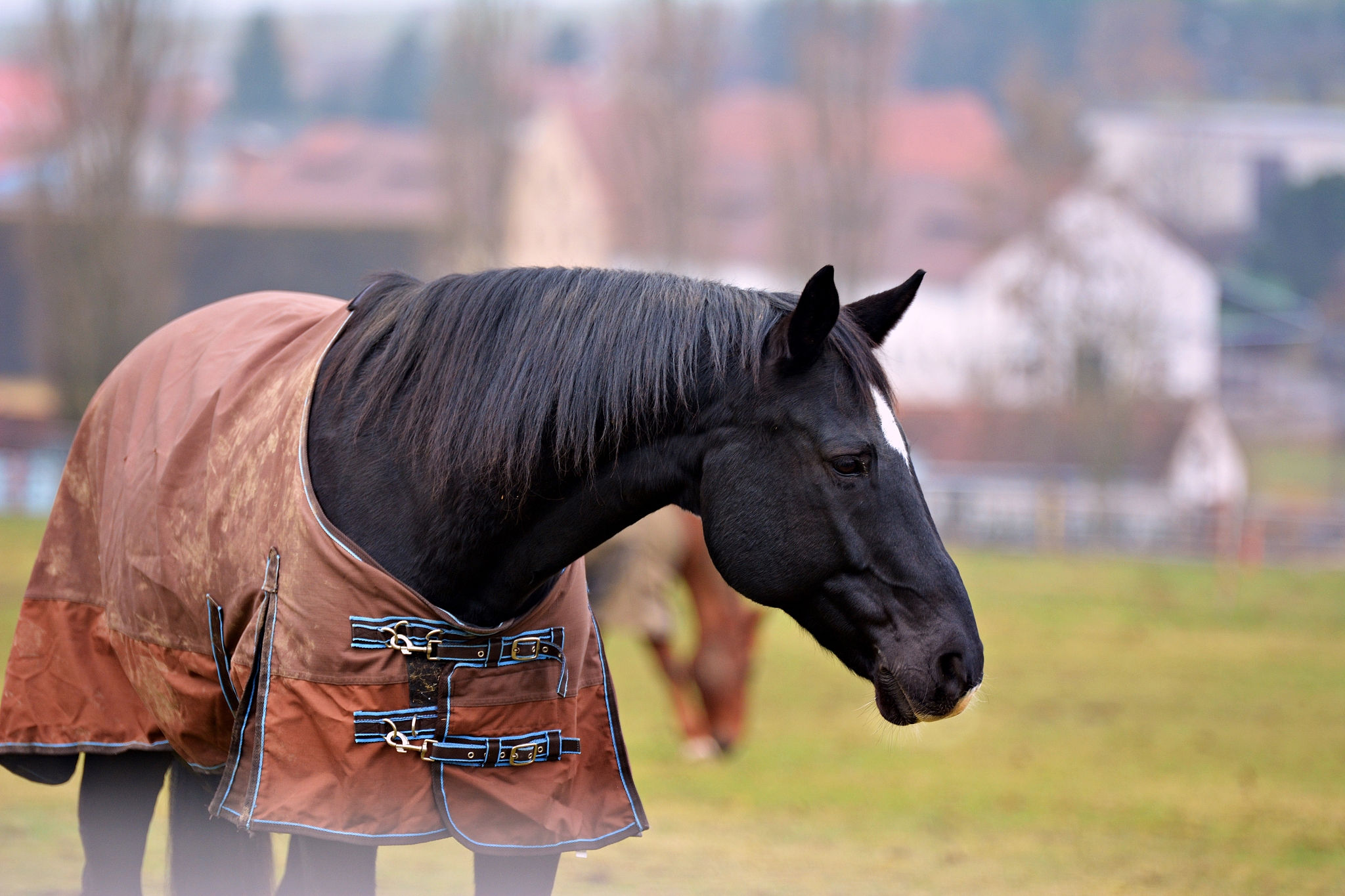 horse on pasture