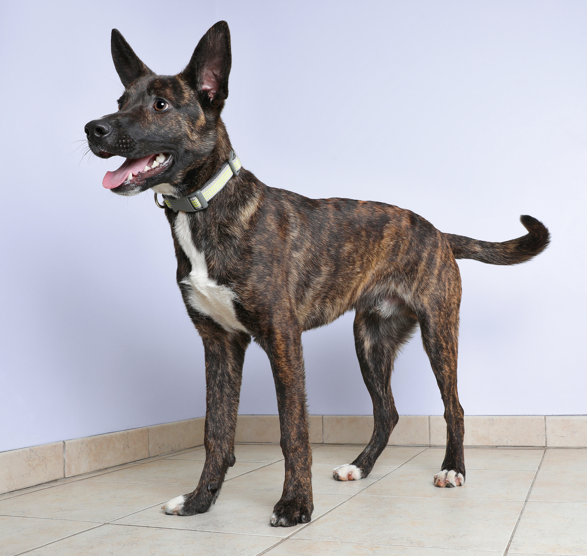 咸阳职业技术学院宠物养护与训导专业就业前景分析：未来发展方向及热门领域