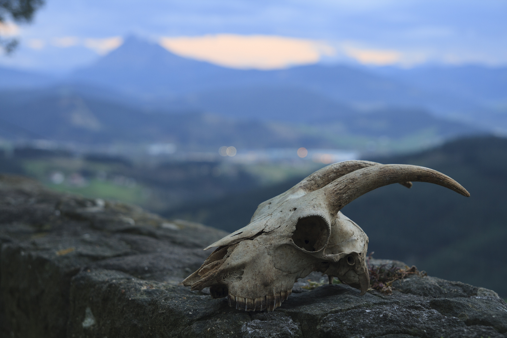 goat skull with landscape