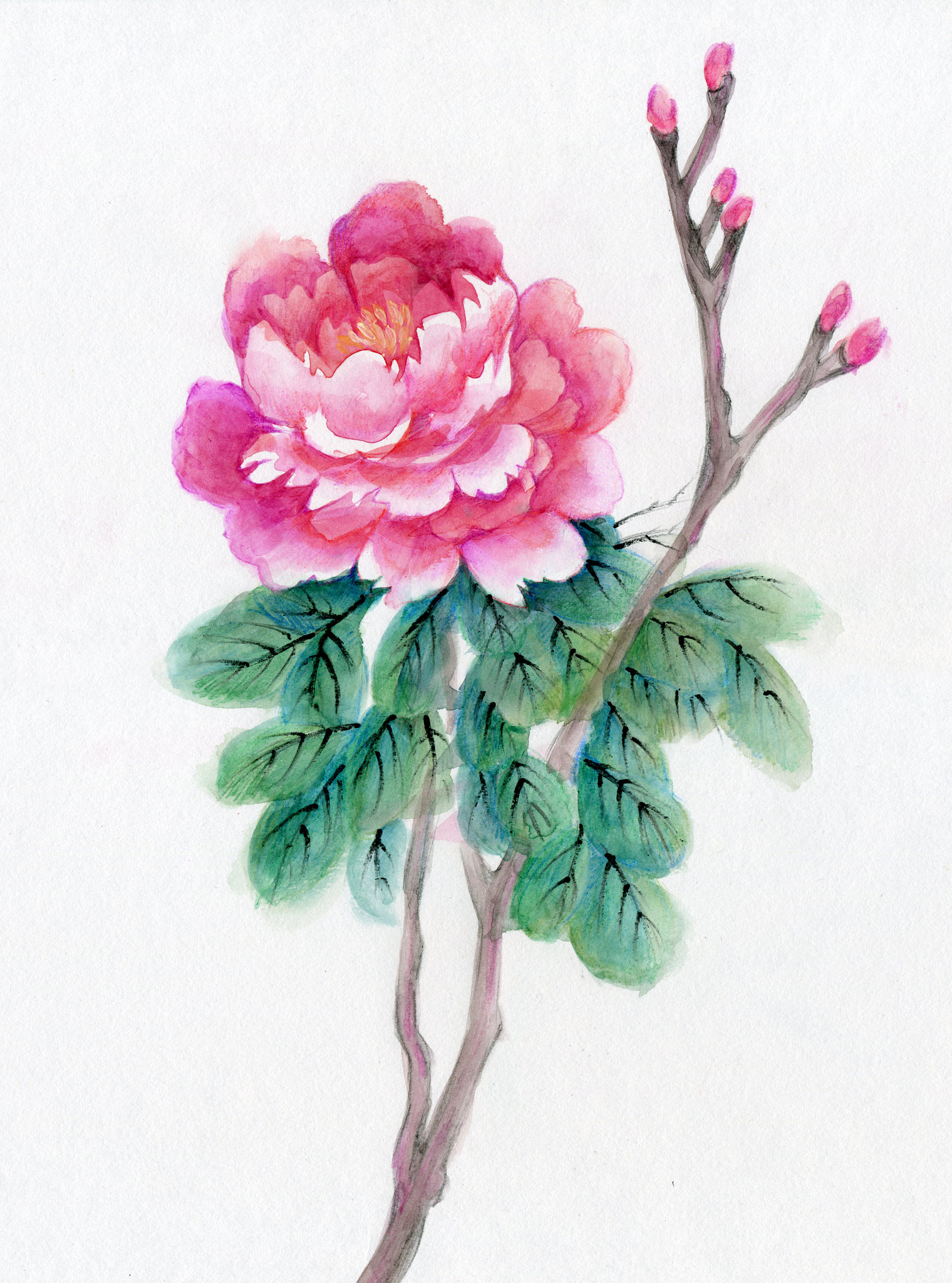 如何画一枝晶莹剔透的牡丹花：详细步骤教程