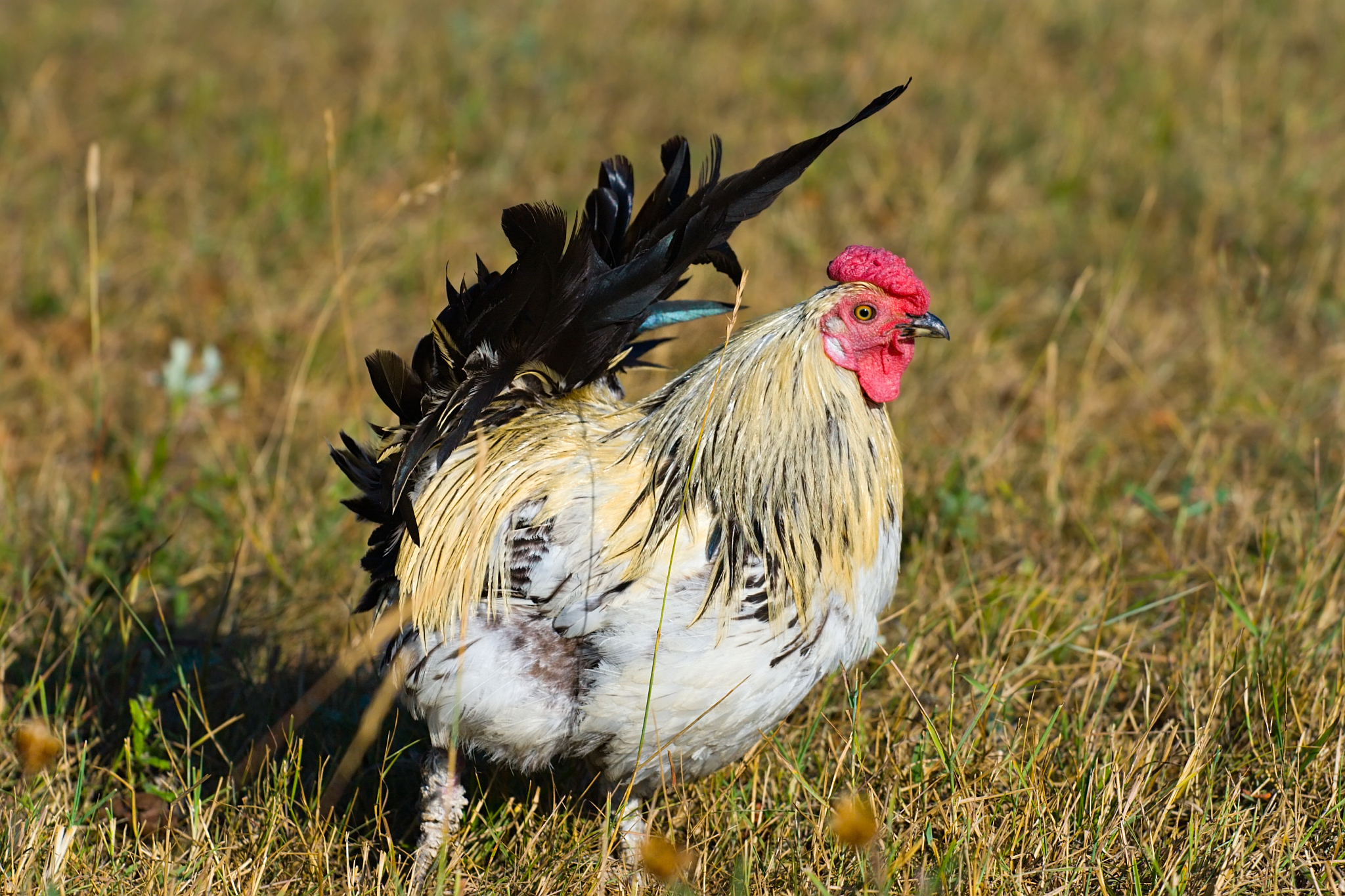 chicken