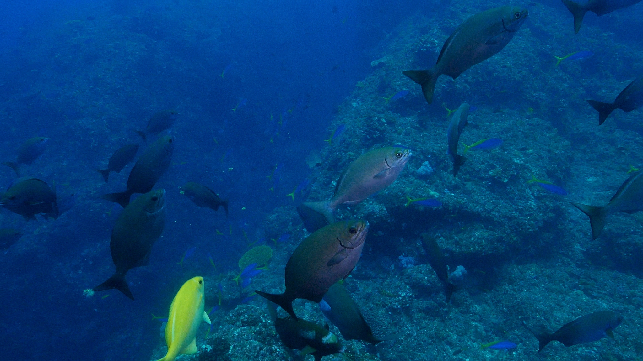 school of pacific drummer and fusilier fish swimming at undersea