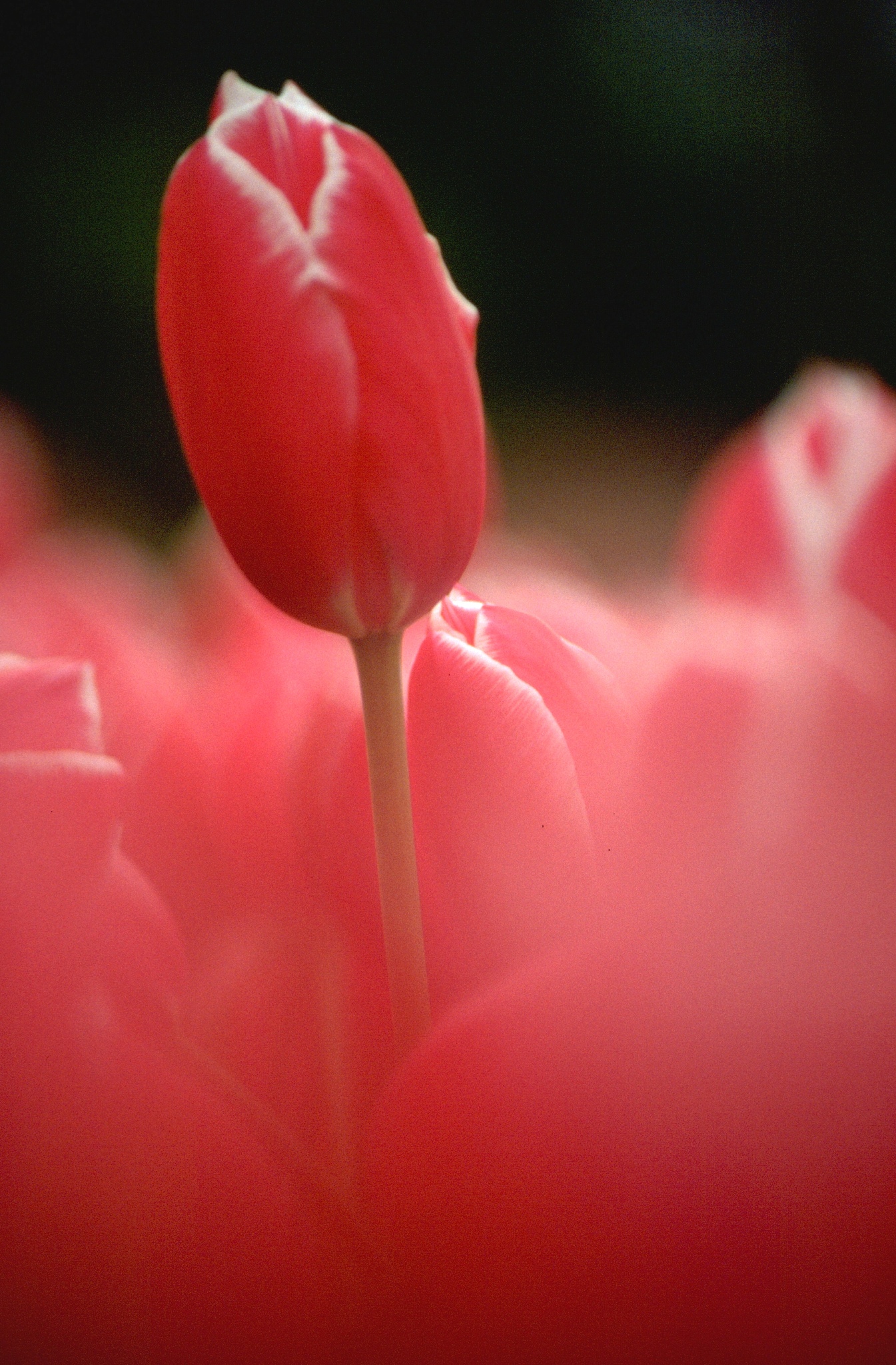 《红玫瑰与白玫瑰》中的女性主义：文本解读与时代启示