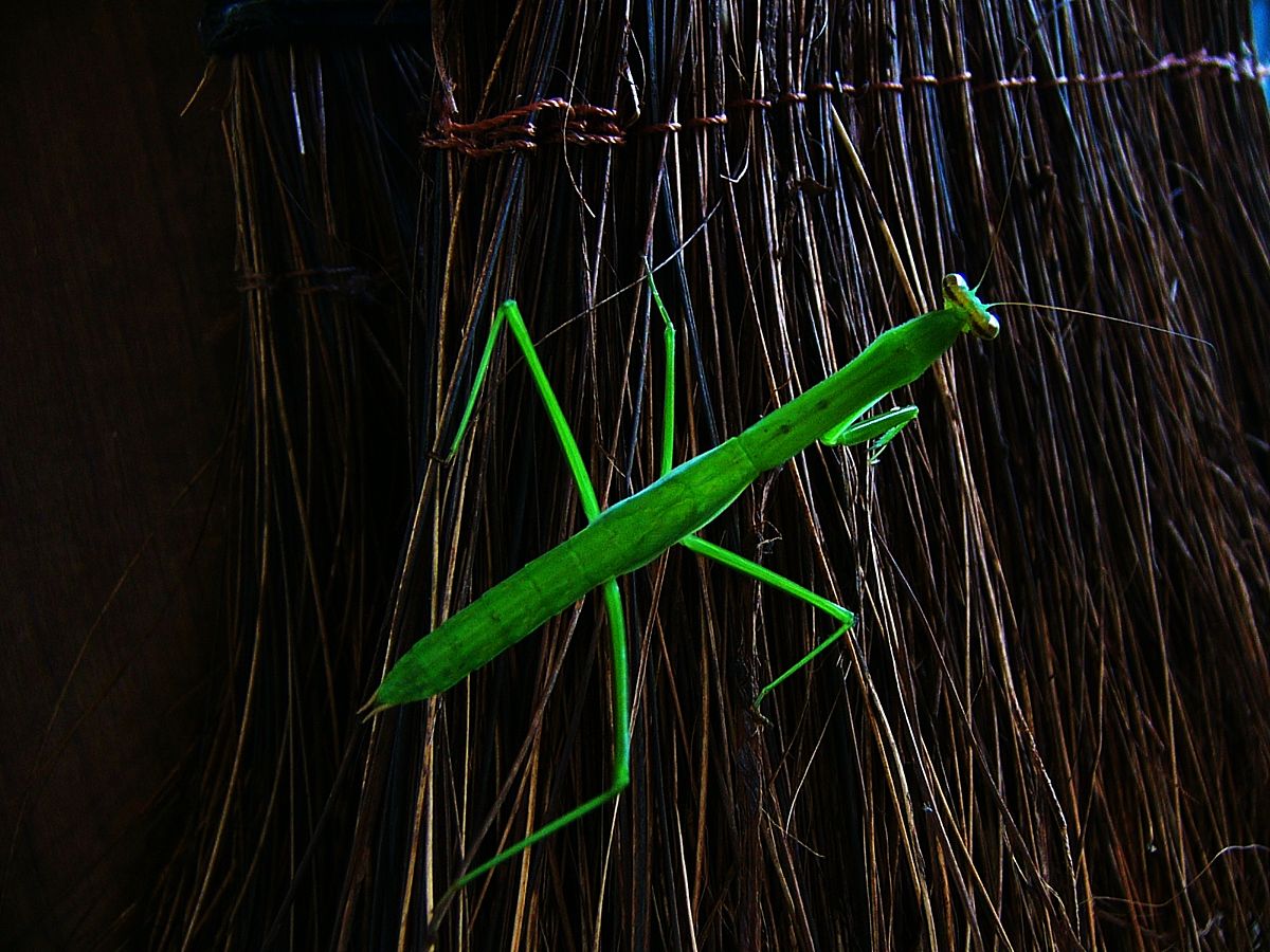 螳螂捕蝉的故事是什么