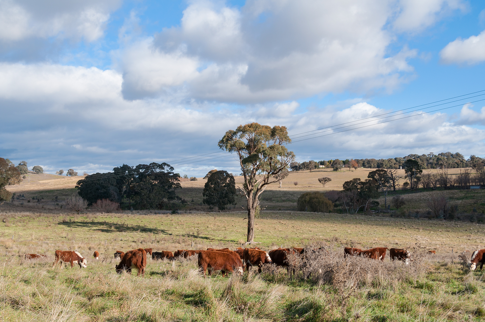 cows grazing on paddock with australian landscape on the backgro