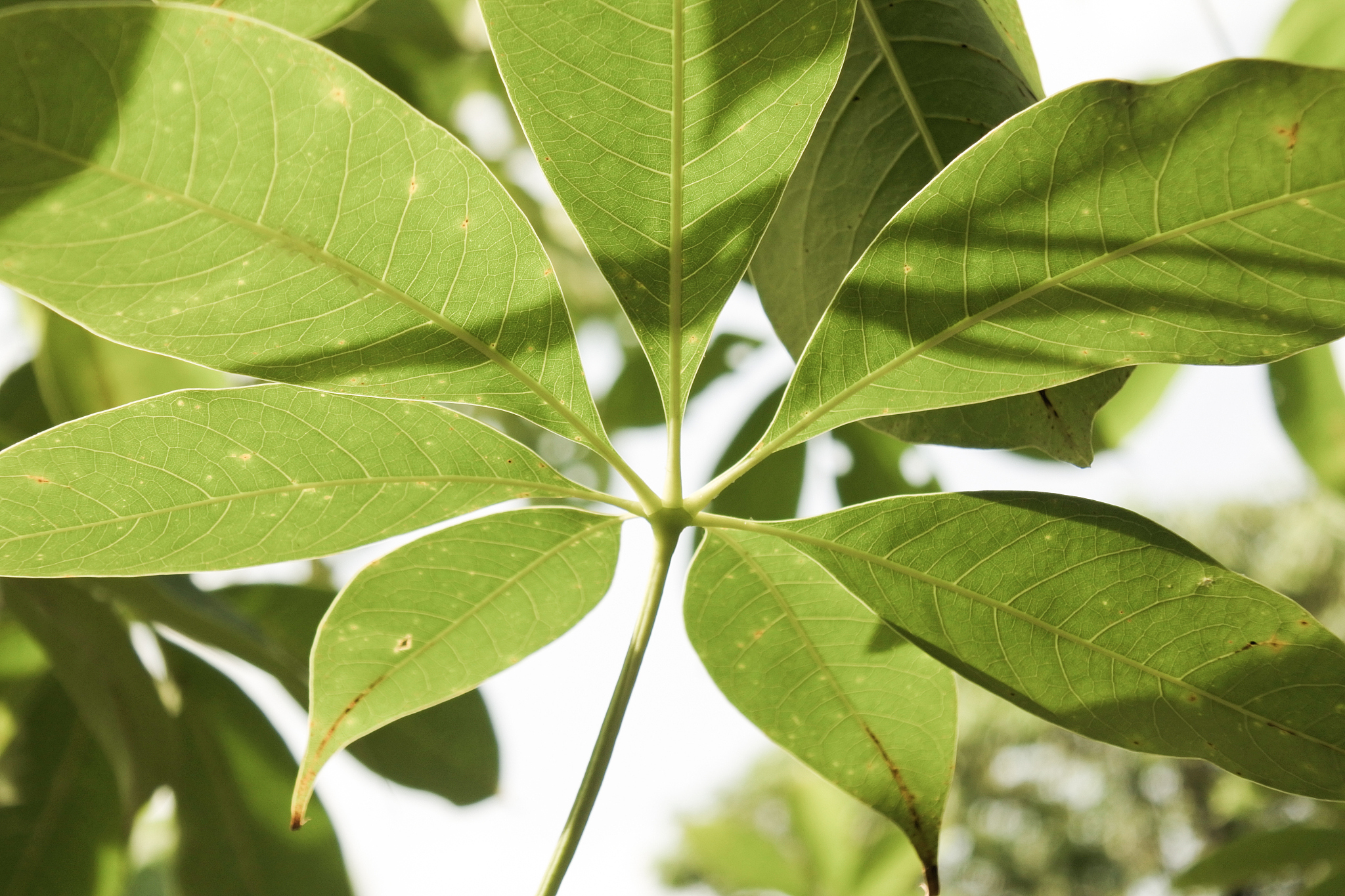 close-up of green leaves