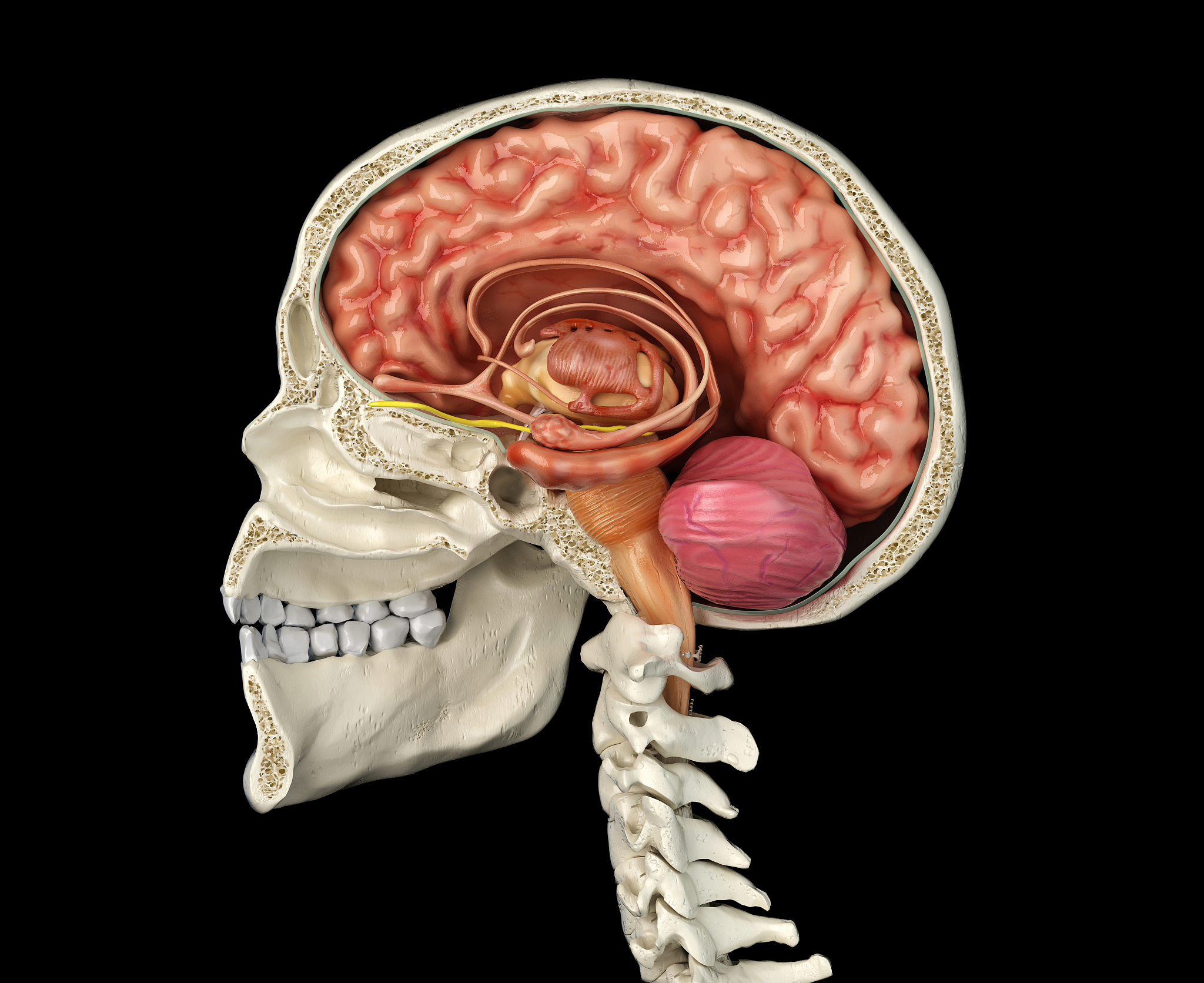 human skull cross-section with brain, illustration