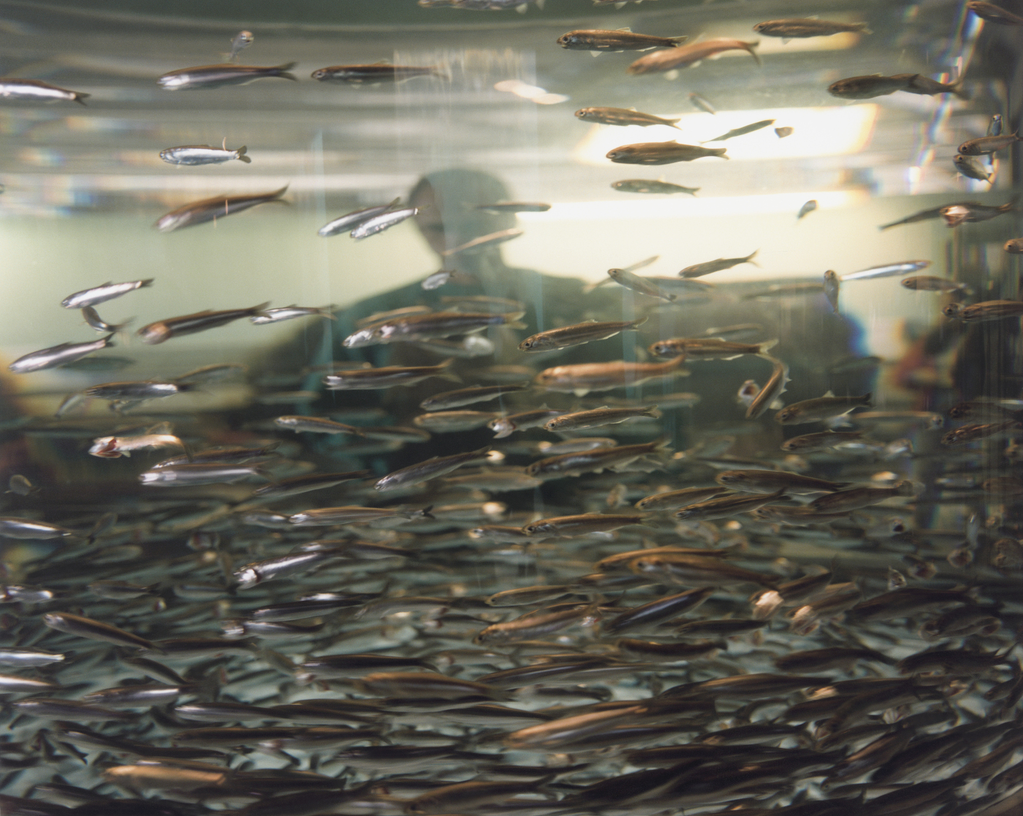 关于鲈鱼苗放入外塘后野化的解救方法回答加拓展