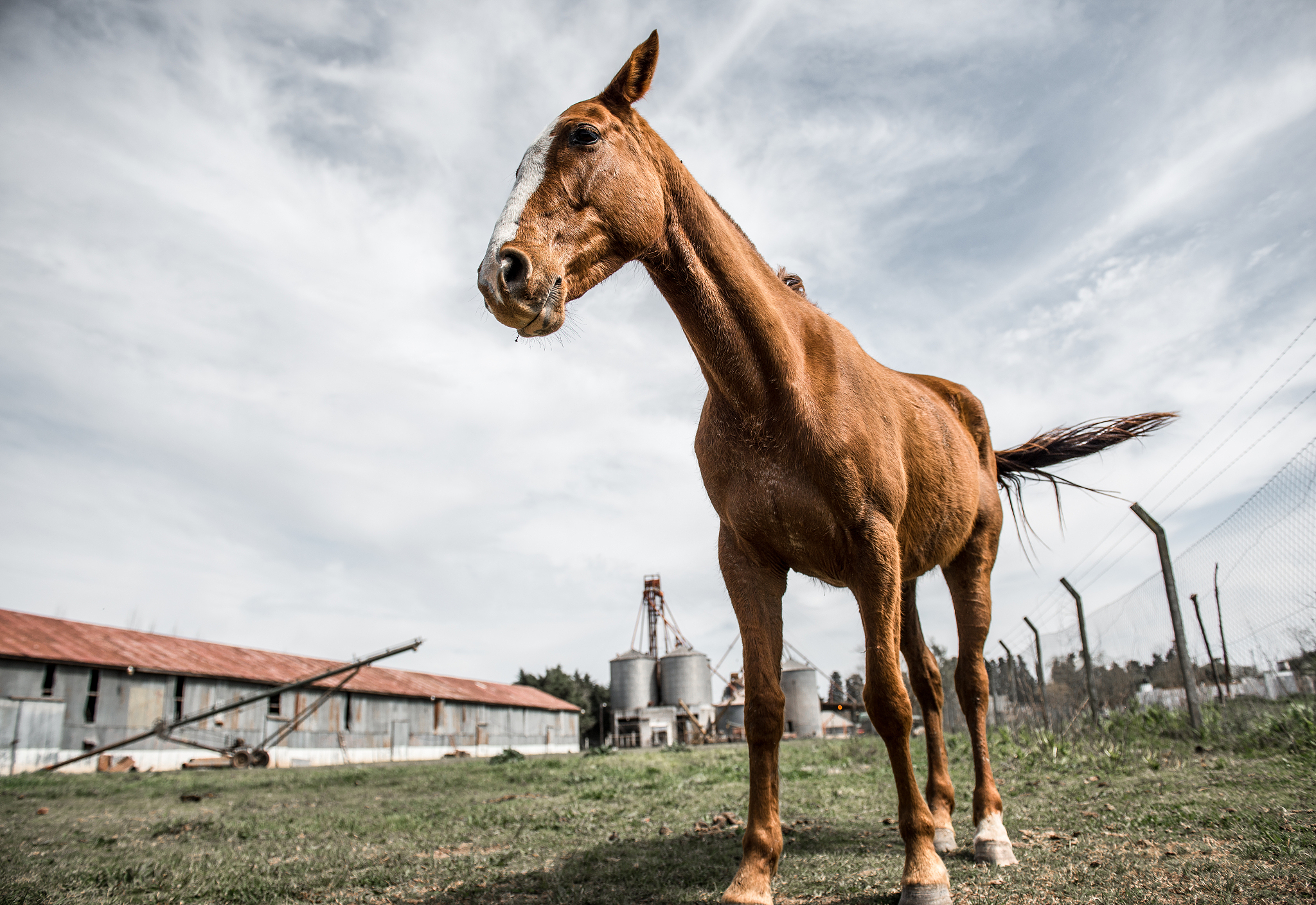 horse