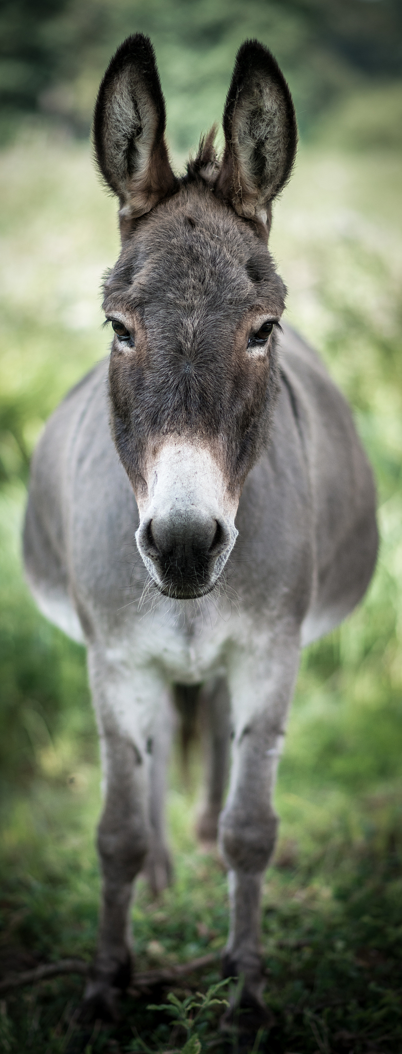 donkey