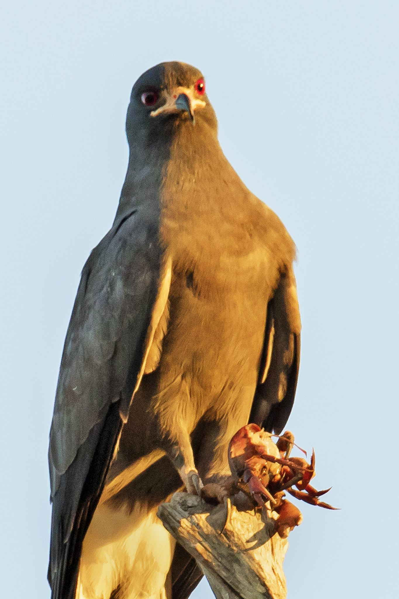 snail kite eating a crab close-up